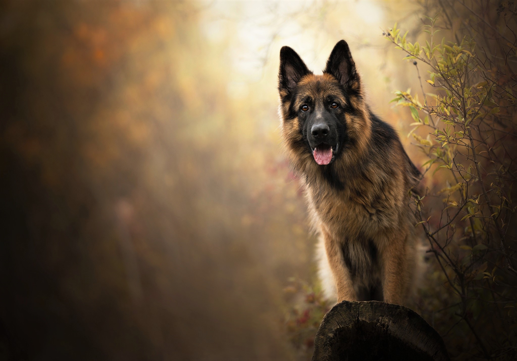 Dog German Shepherd Pet 2048x1431