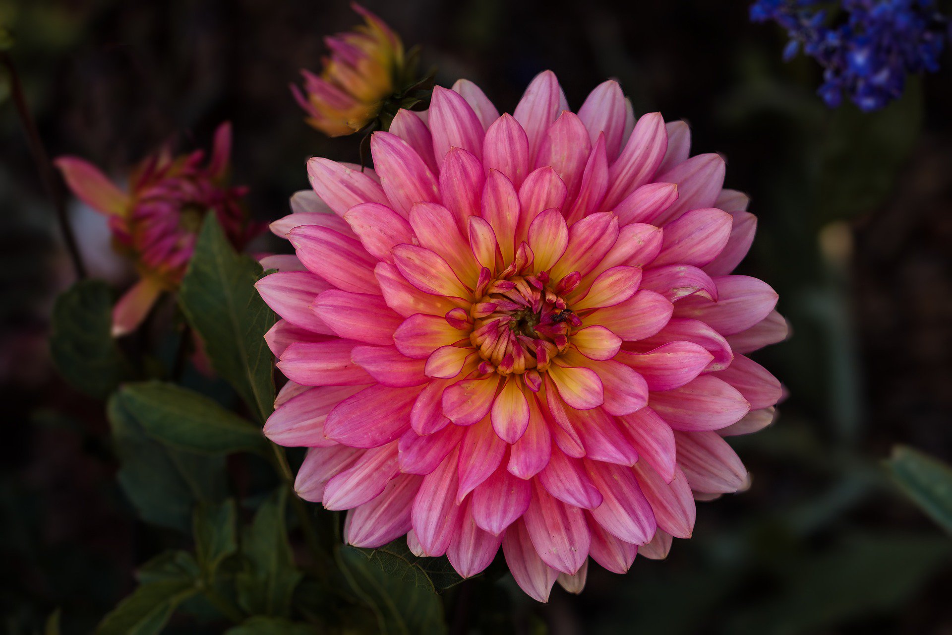 Flower Pink Flower 1920x1280