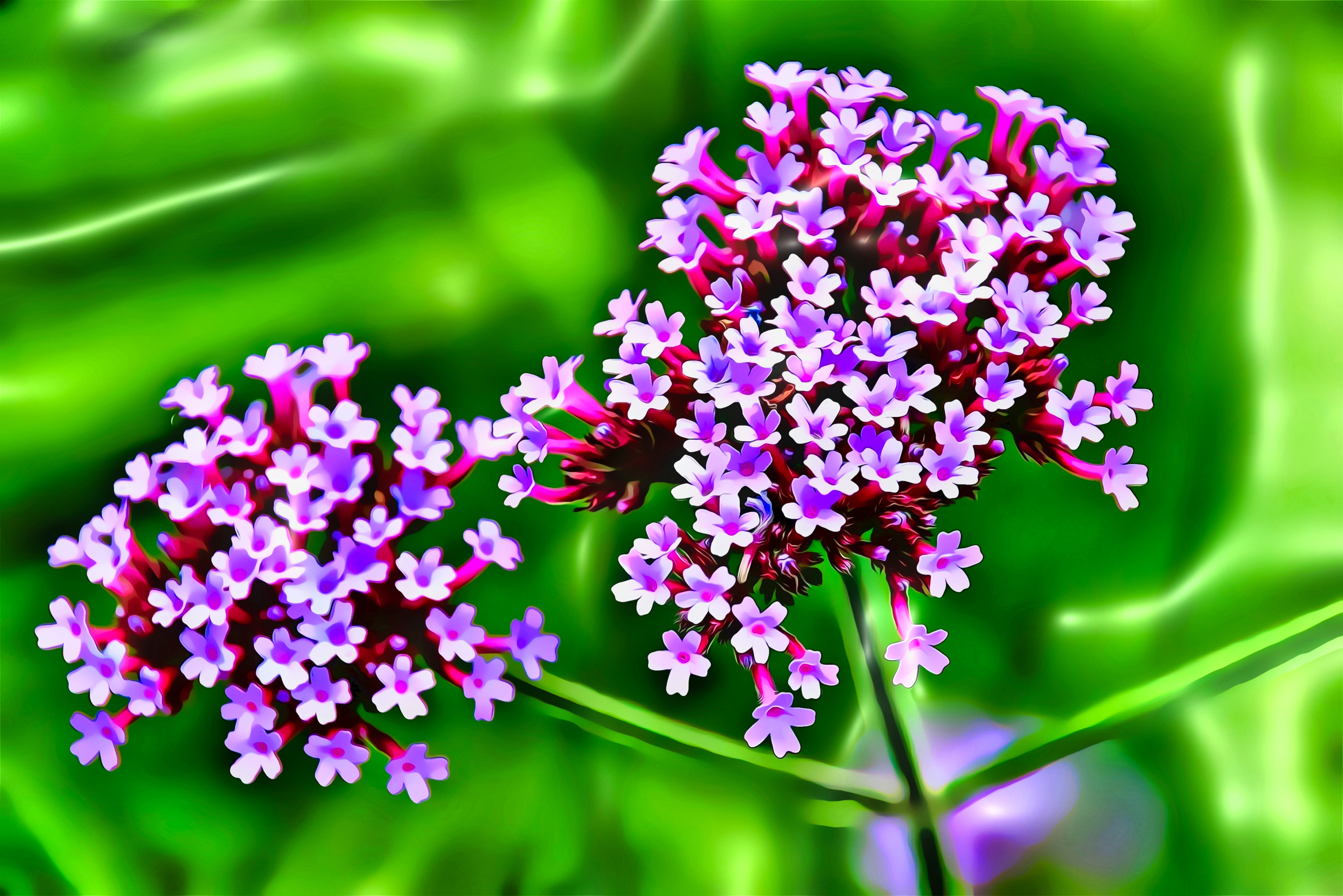 Artwork Flowers Painting Nature Plants Wildflowers Grass Macro Landscape Blooming Blossom 2600x1734