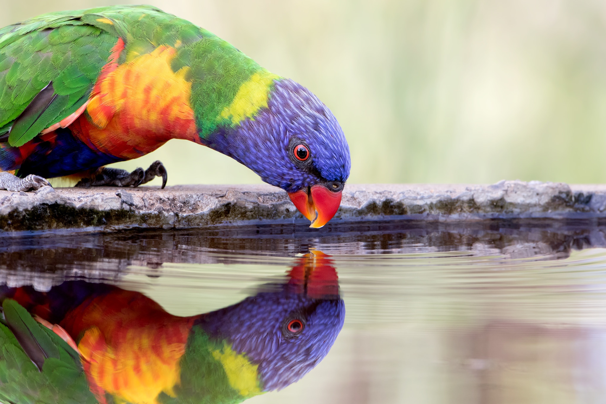 Parrot Bird Wildlife Water Reflection 2048x1365