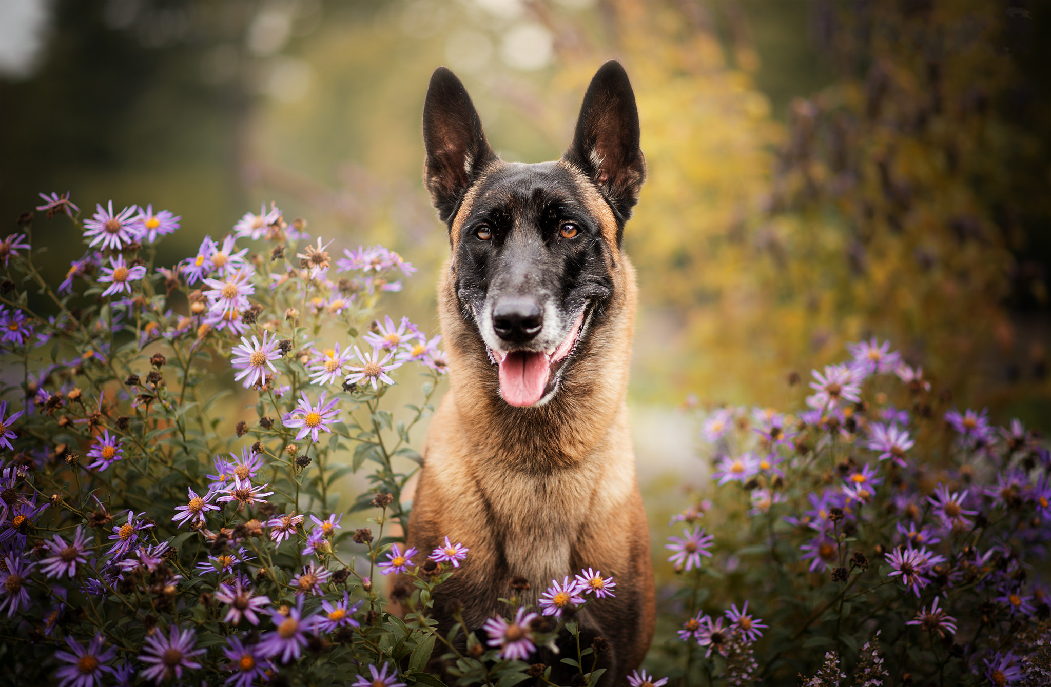 Dog Pet Depth Of Field Purple Flower 2048x1340