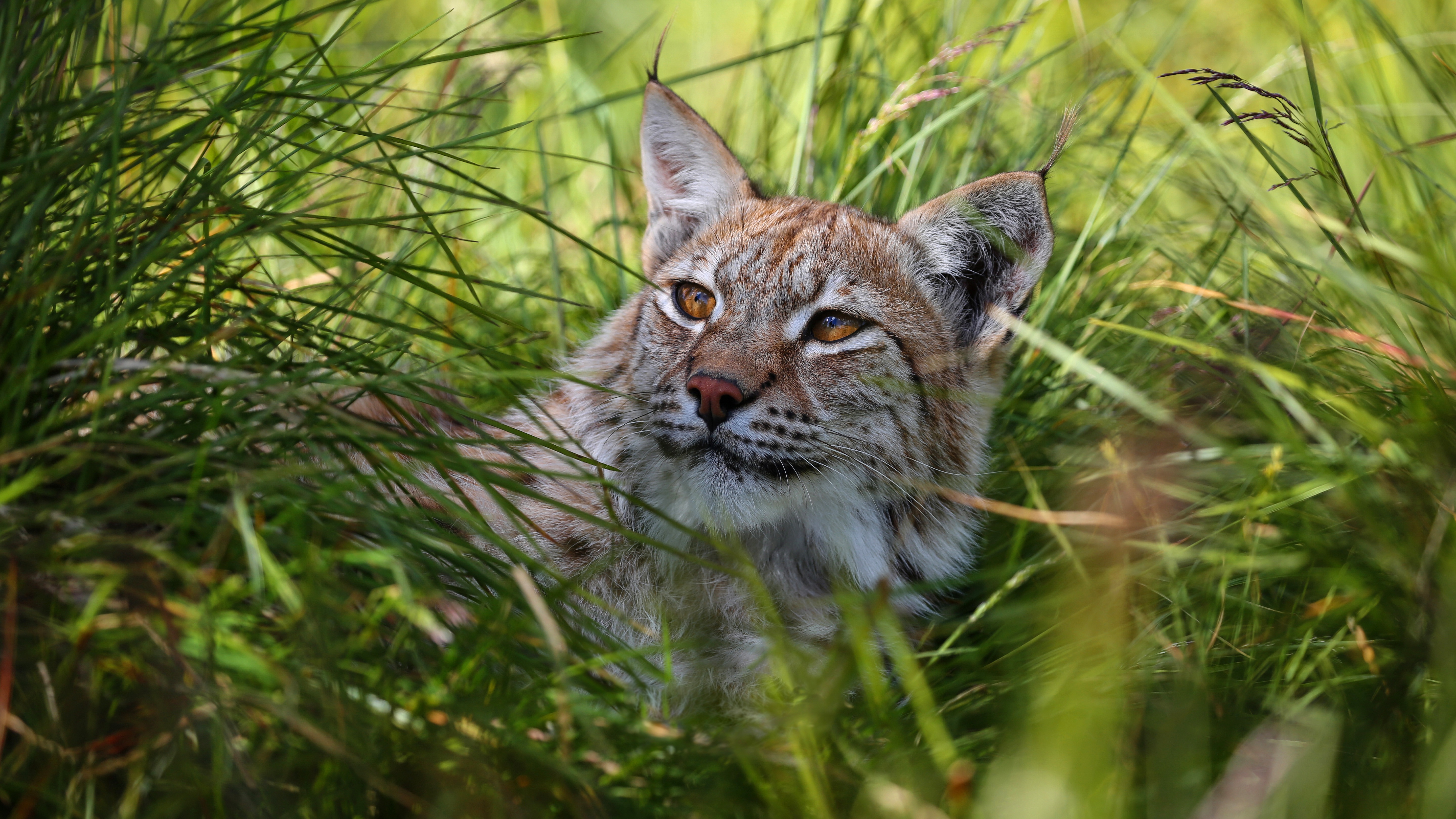Big Cat Lynx Wildlife Predator Animal 5760x3240