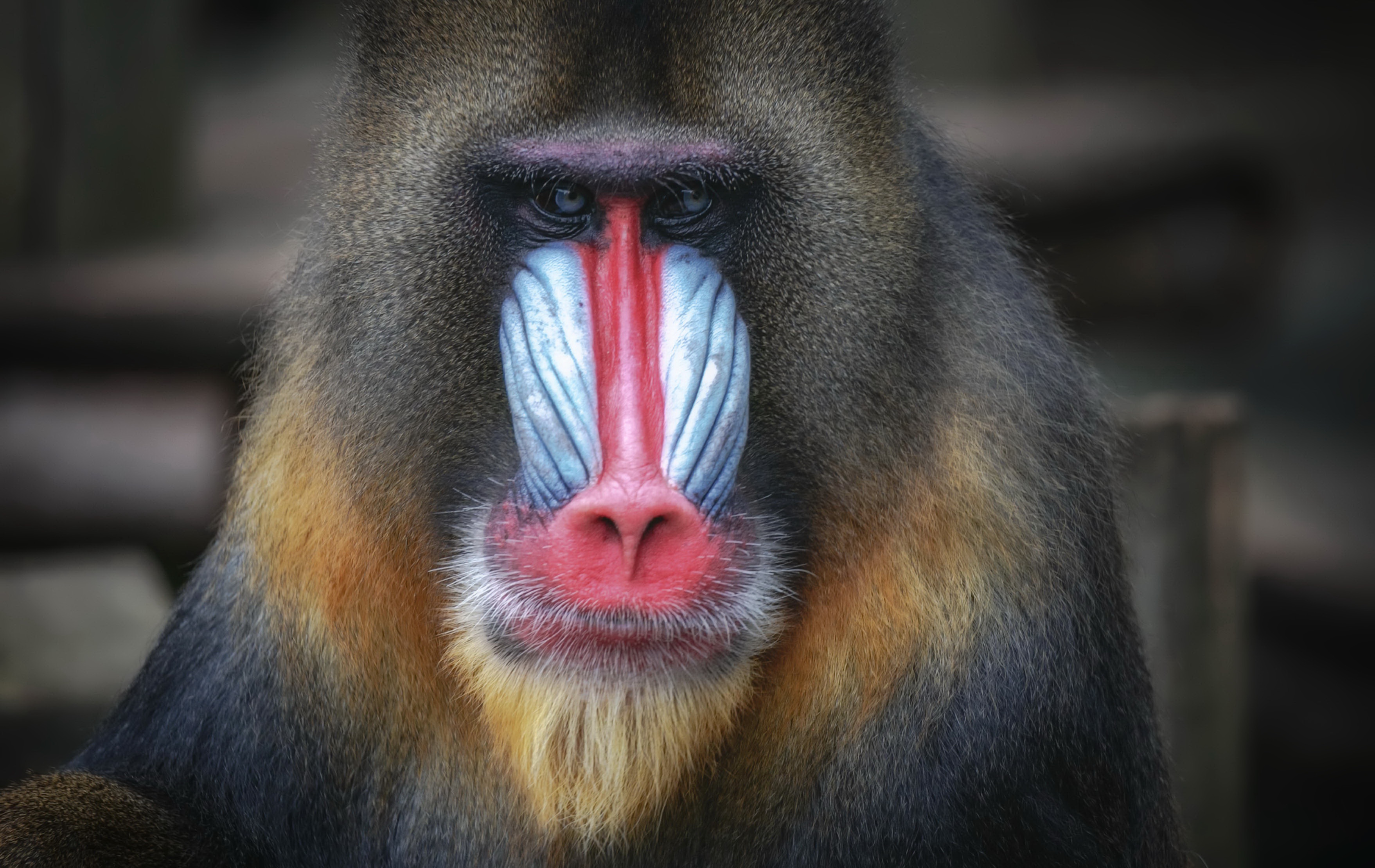 Animal Mandrill 3515x2219