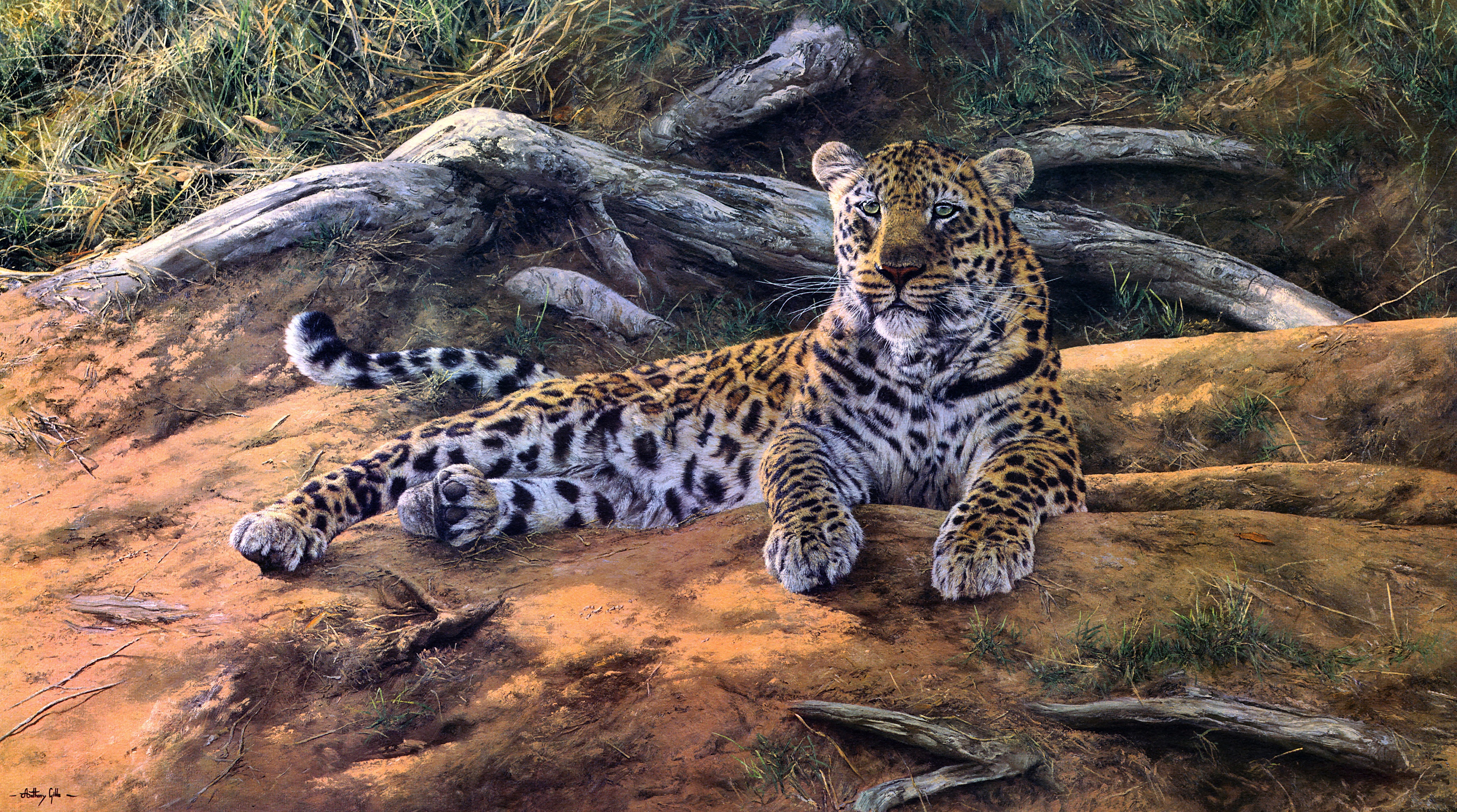 Painting Artistic Wildlife Big Cat Predator Animal 3634x2026