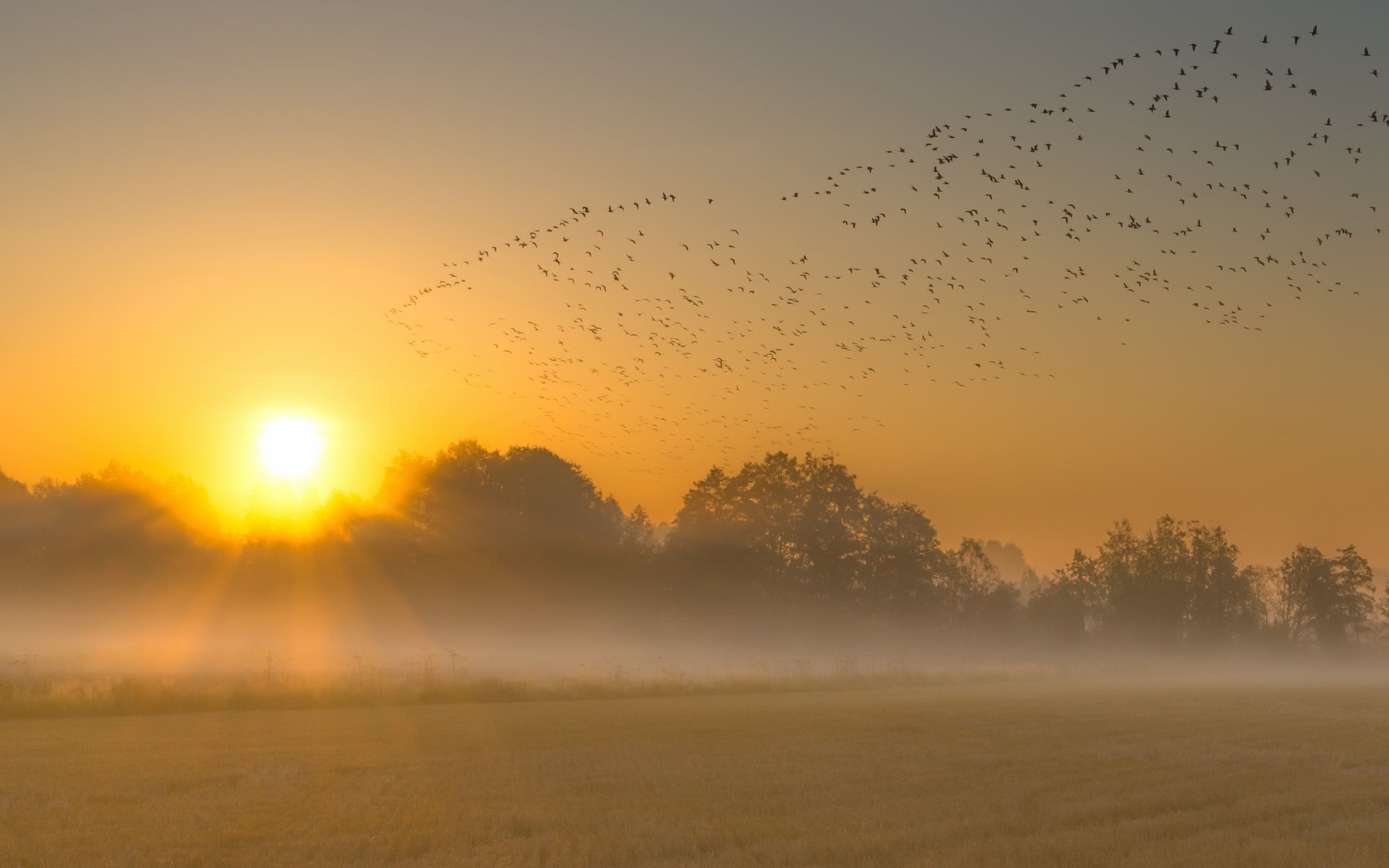 Nature Fog Flock Of Birds Sky Sun 2560x1600