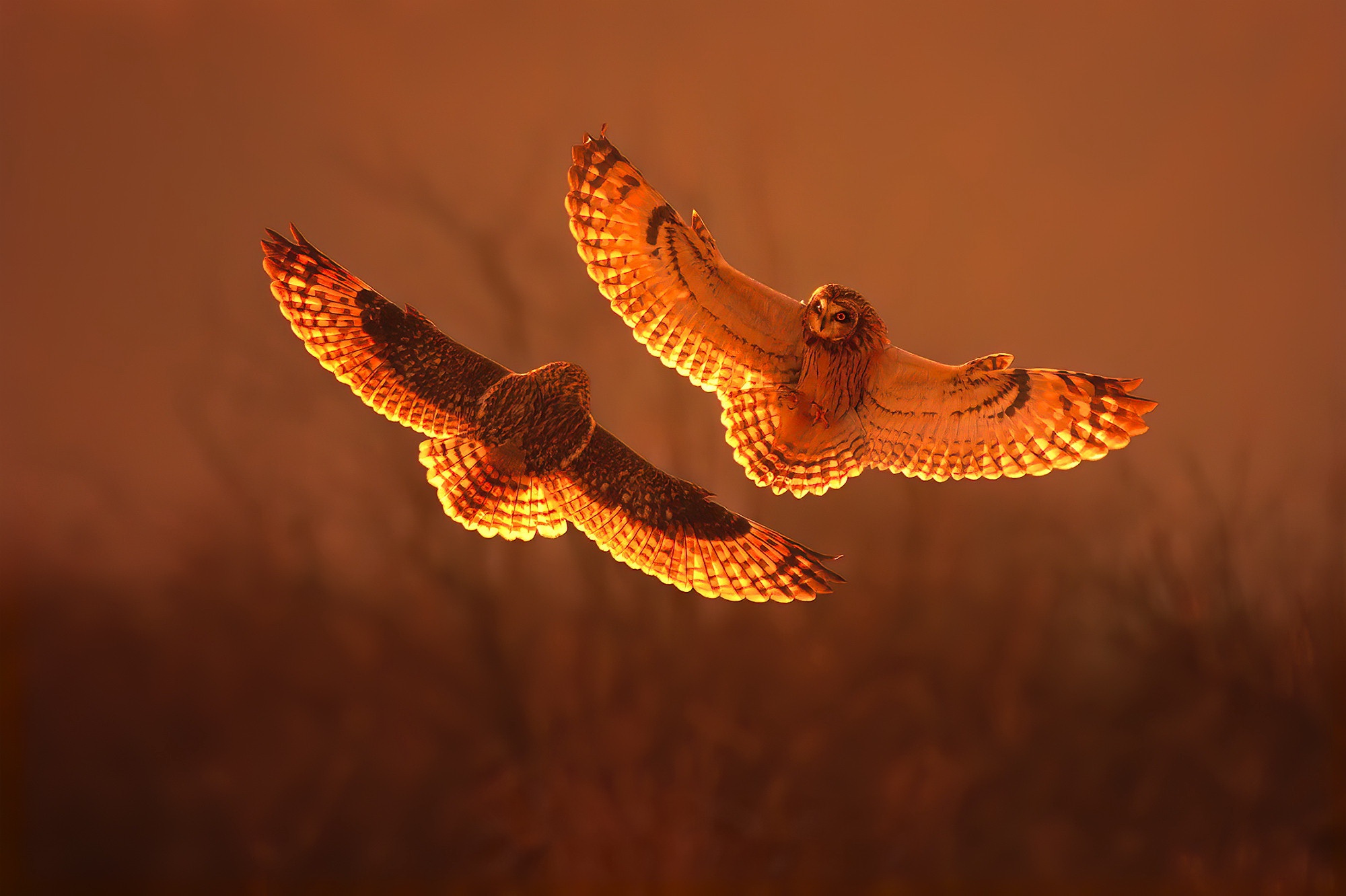 Bird Owl Sunset 2000x1332
