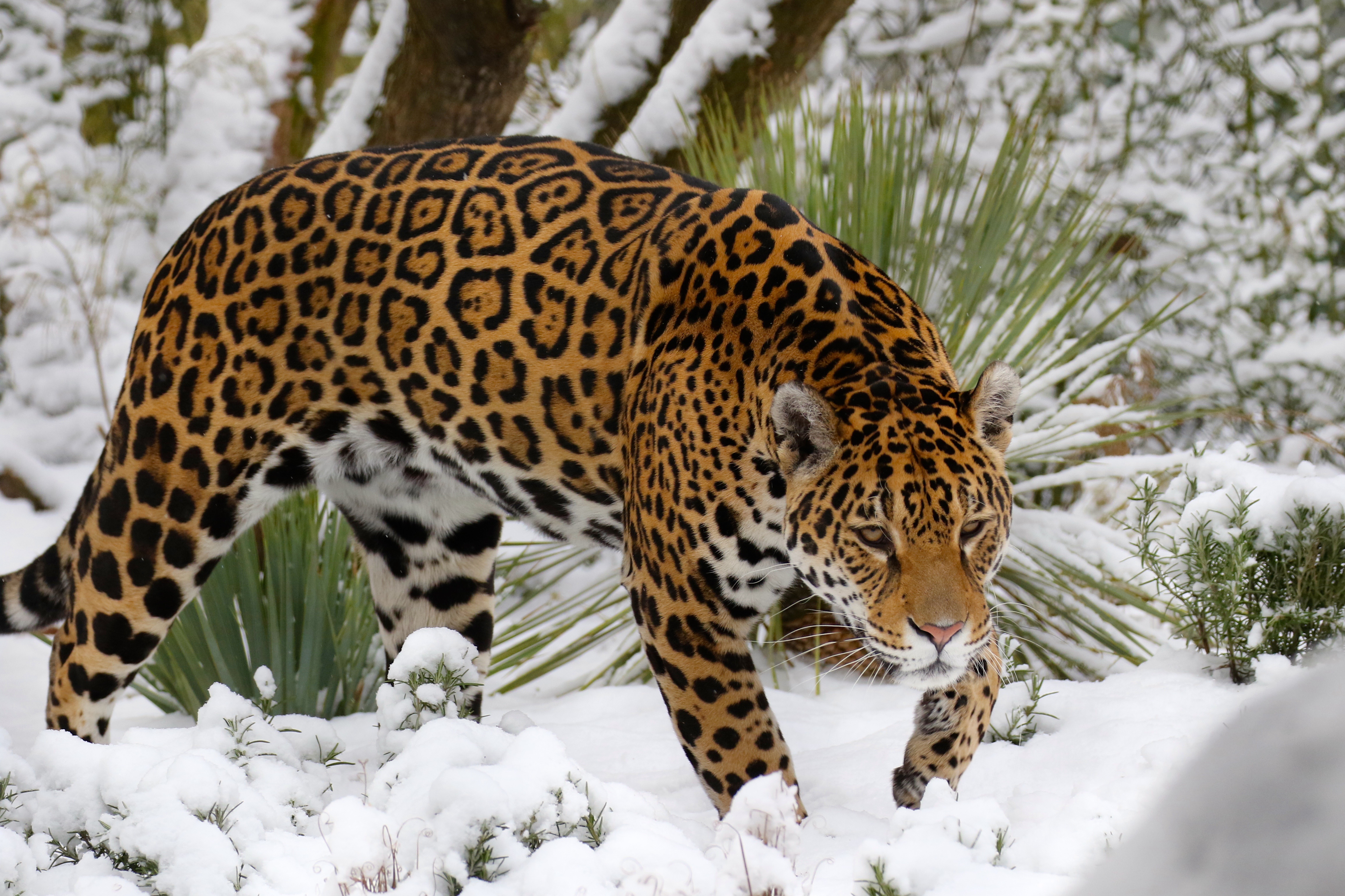 Winter Snow Big Cat Wildlife Predator Animal 4627x3083