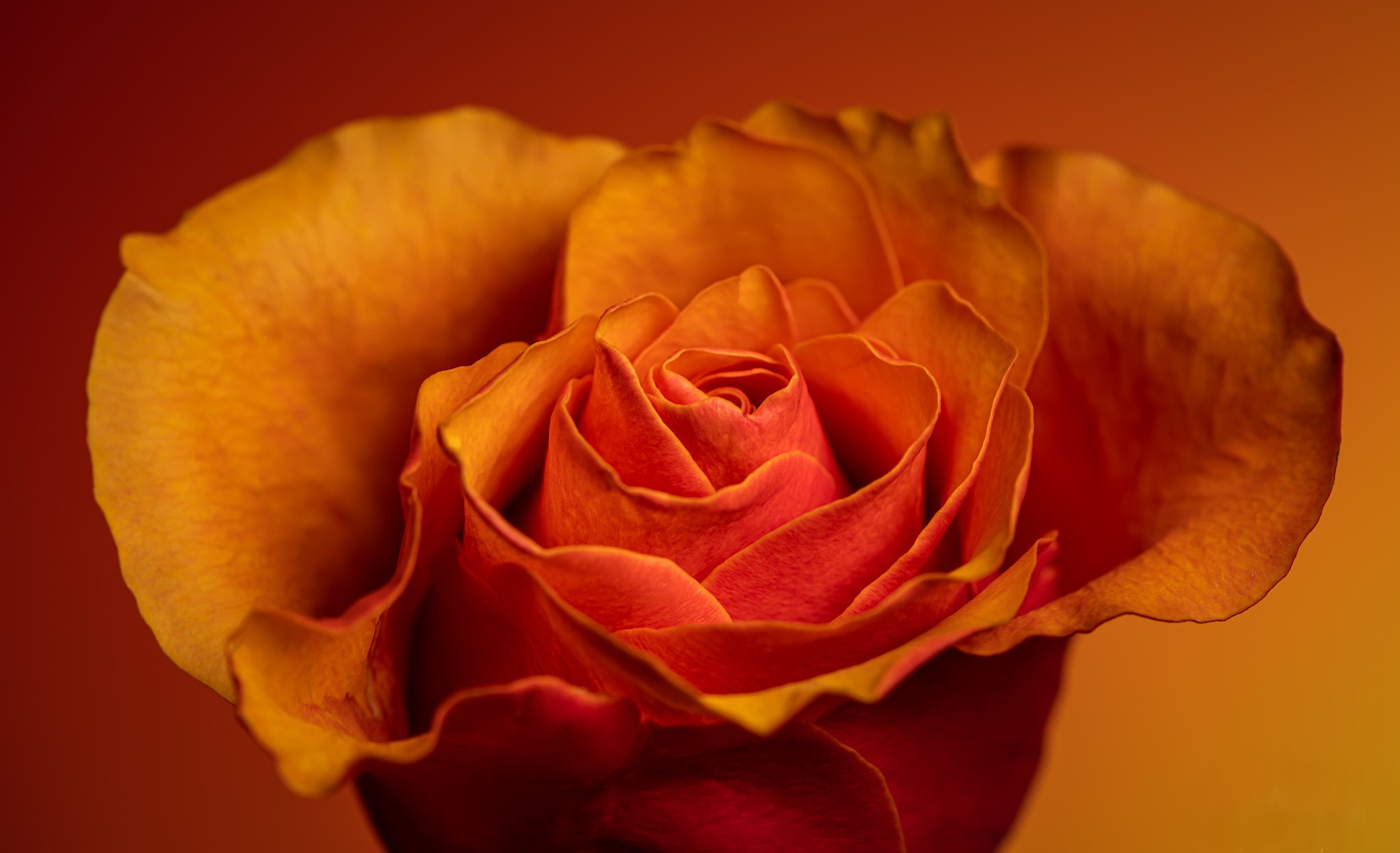 Flower Macro Orange Rose Petal Rose 2048x1247