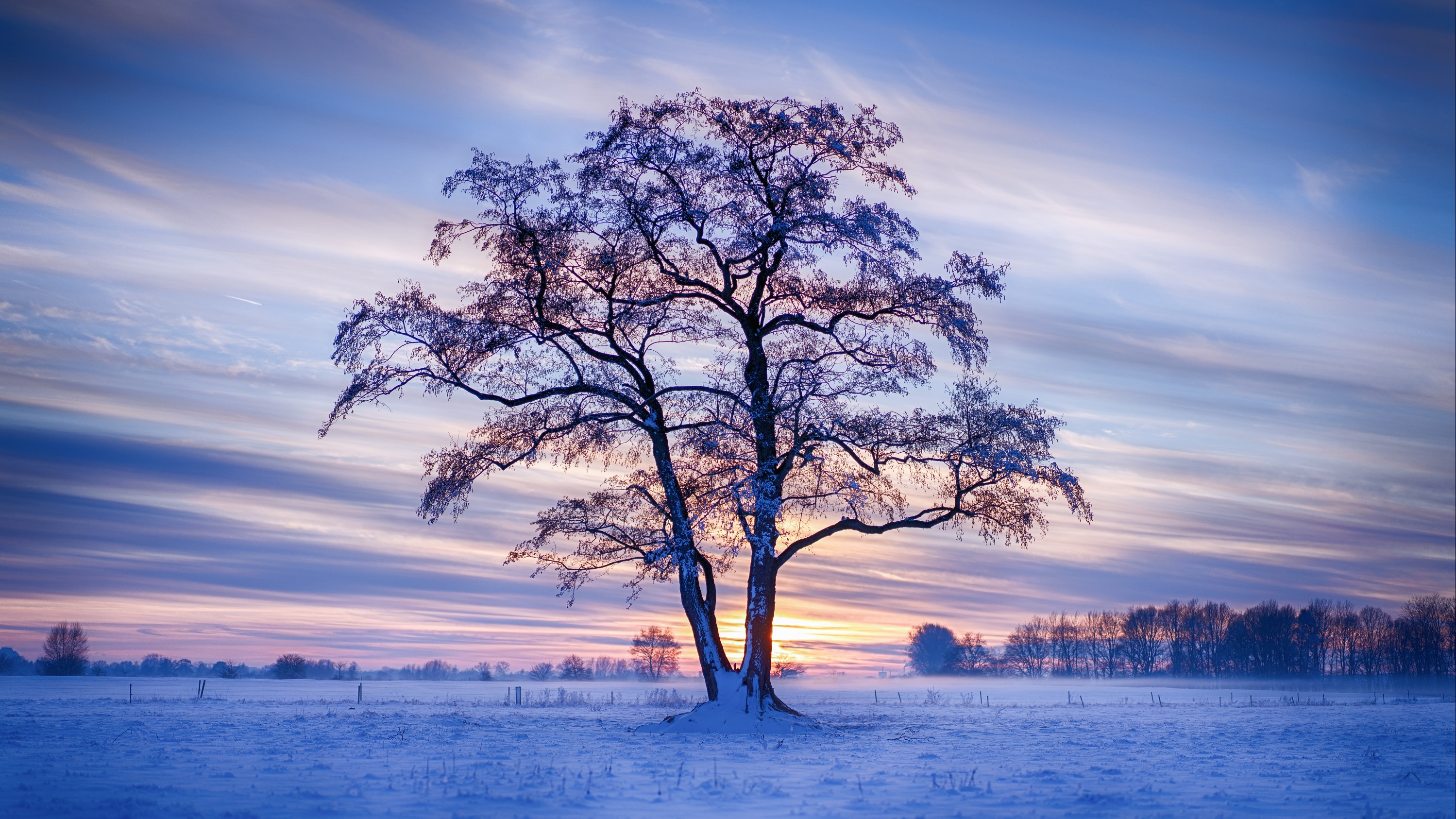 Outdoors Landscape Field Trees Cold Ice Snow Winter Sunlight Frost 2998x1686