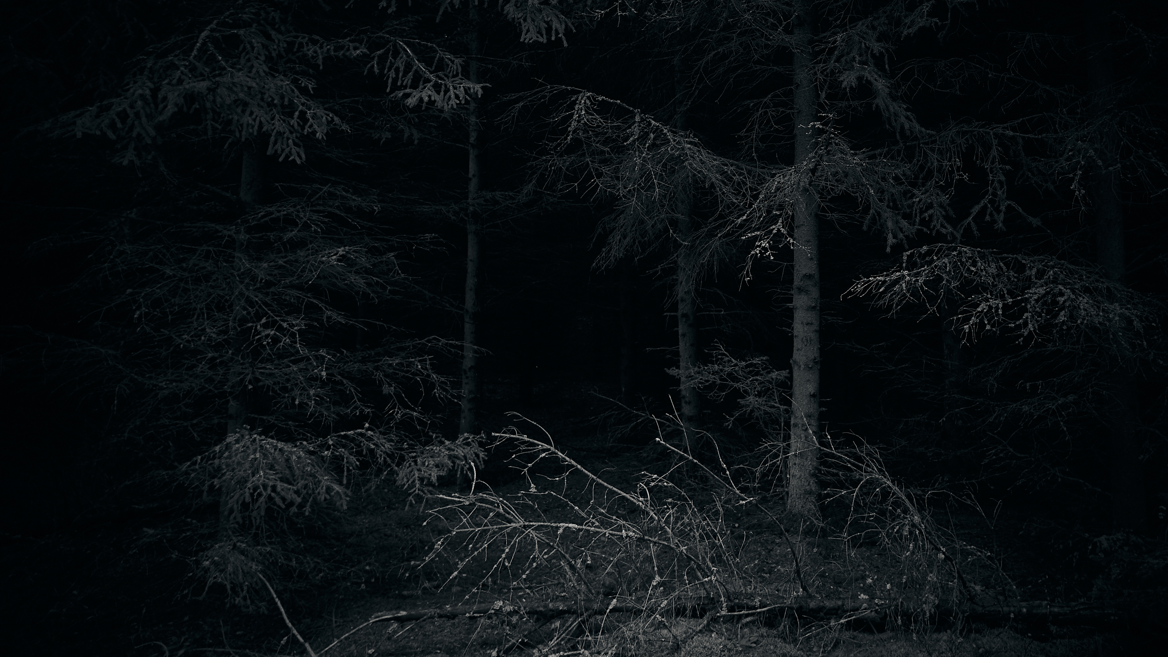 Forest Dark Nature Eerie 3779x2126