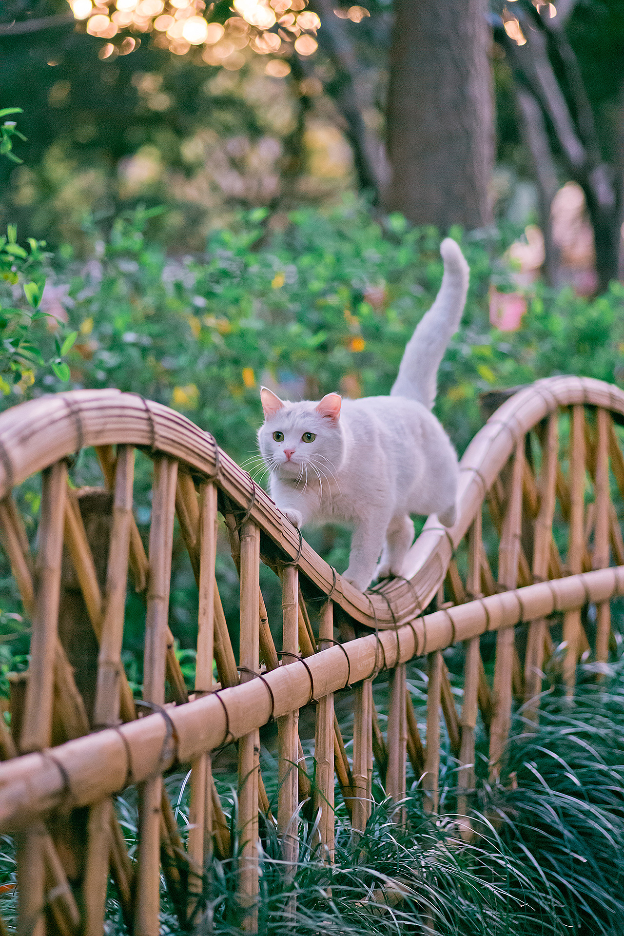 Cats Photography Fence 1280x1920