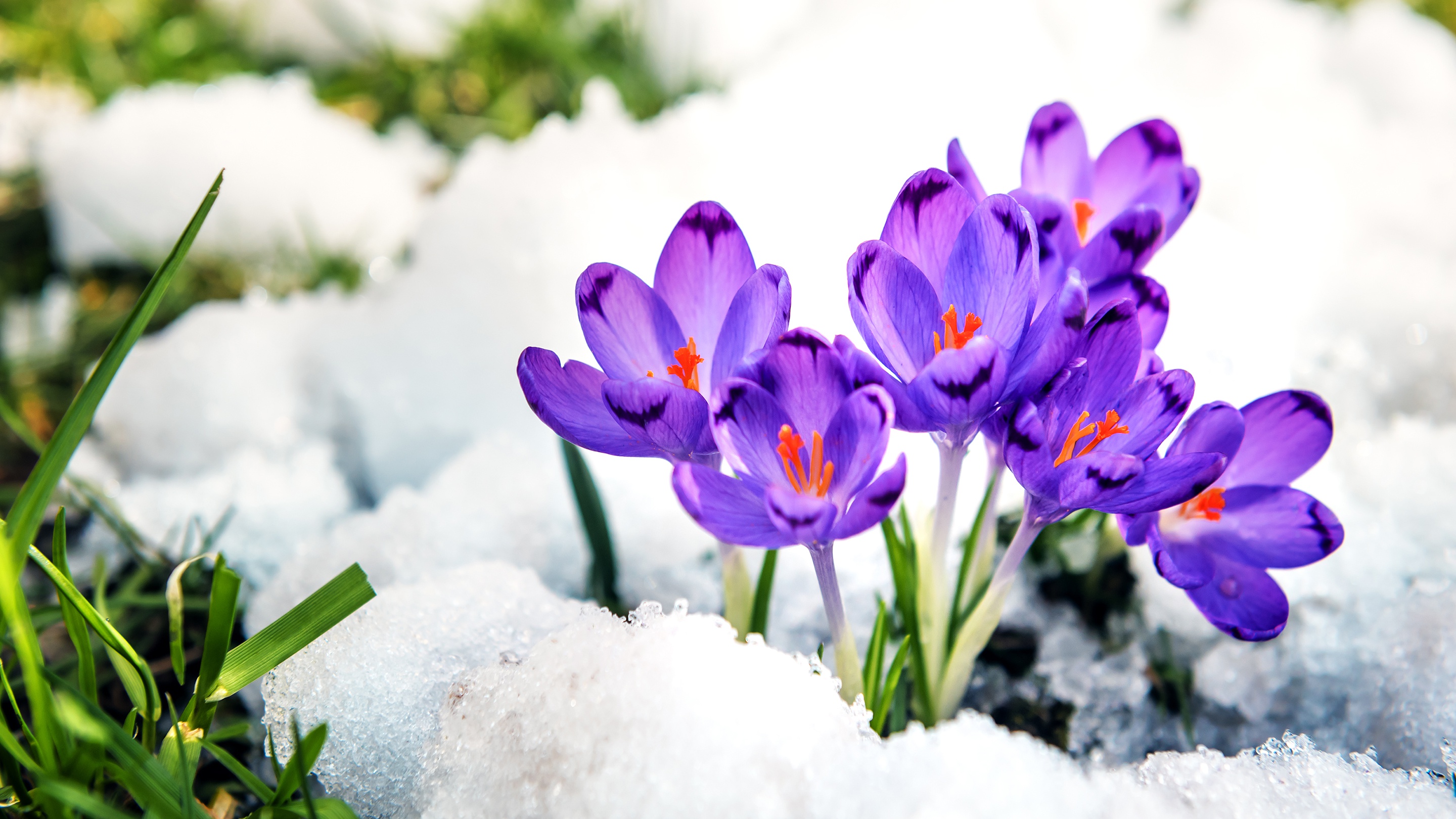 Purple Flower Snow 2880x1620