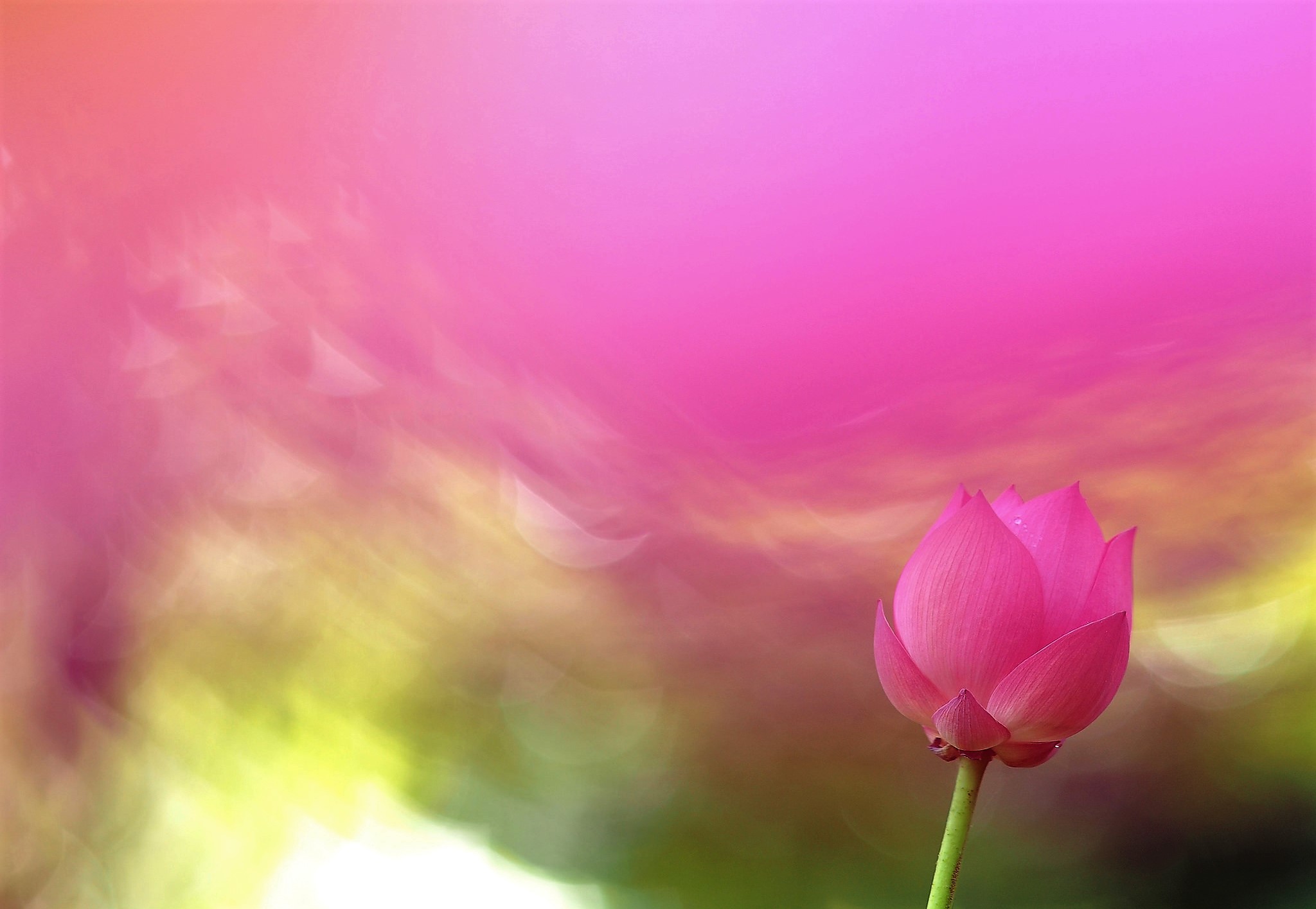 Artistic Flower Pink Pink Flower 2048x1416