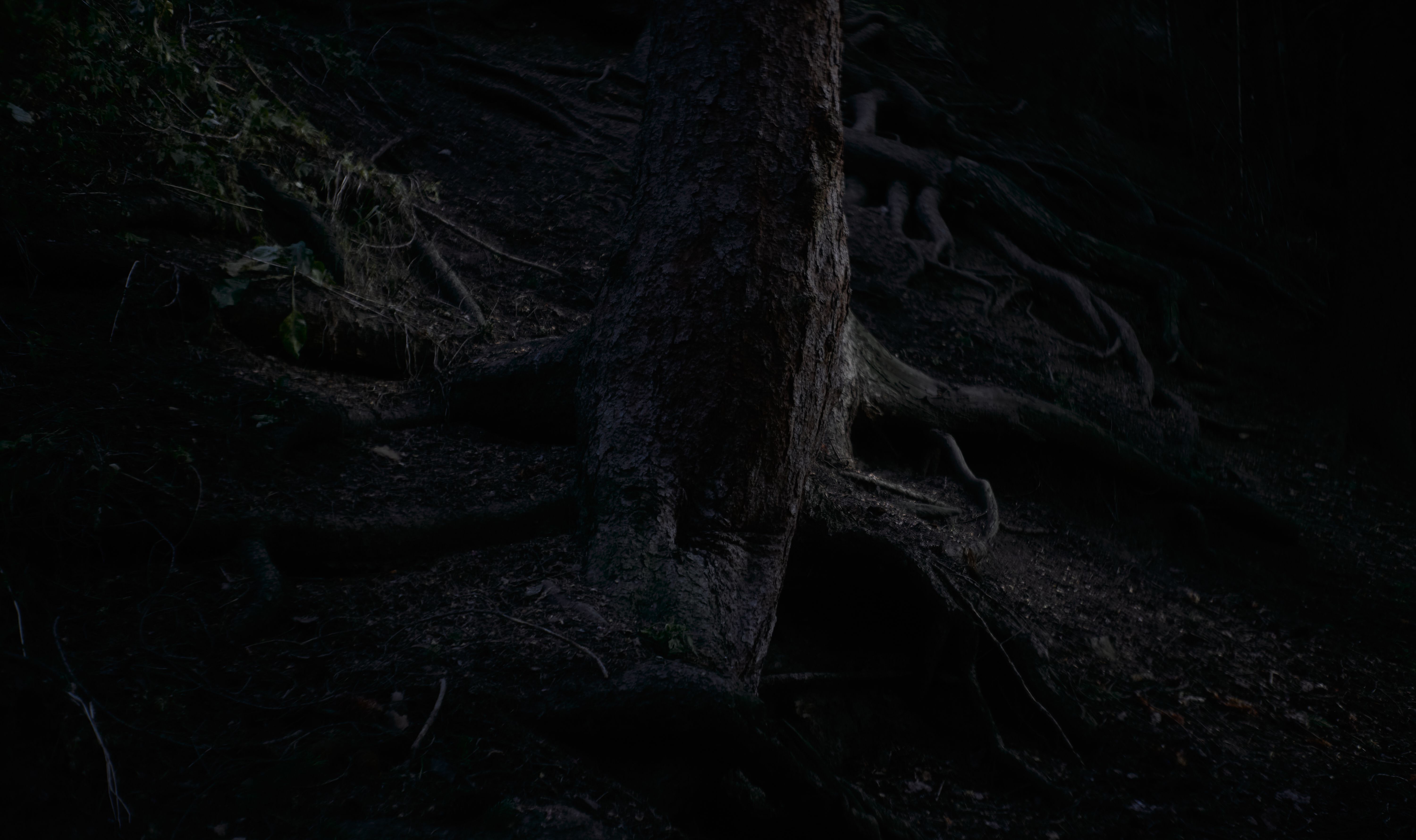 Dark Tree Bark Trees Pine Trees Roots Leaves Forest 6000x3560