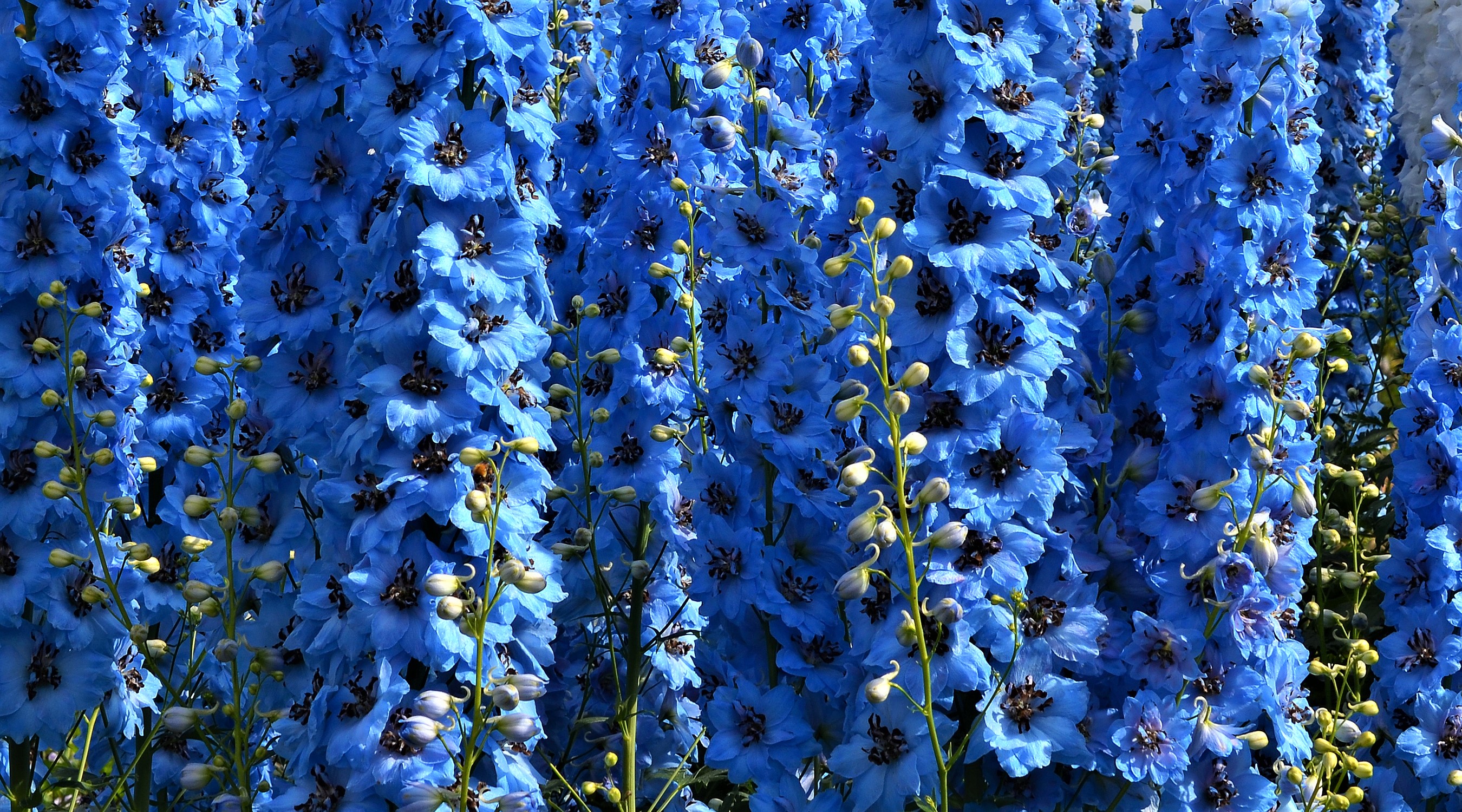Blue Flower 2700x1500