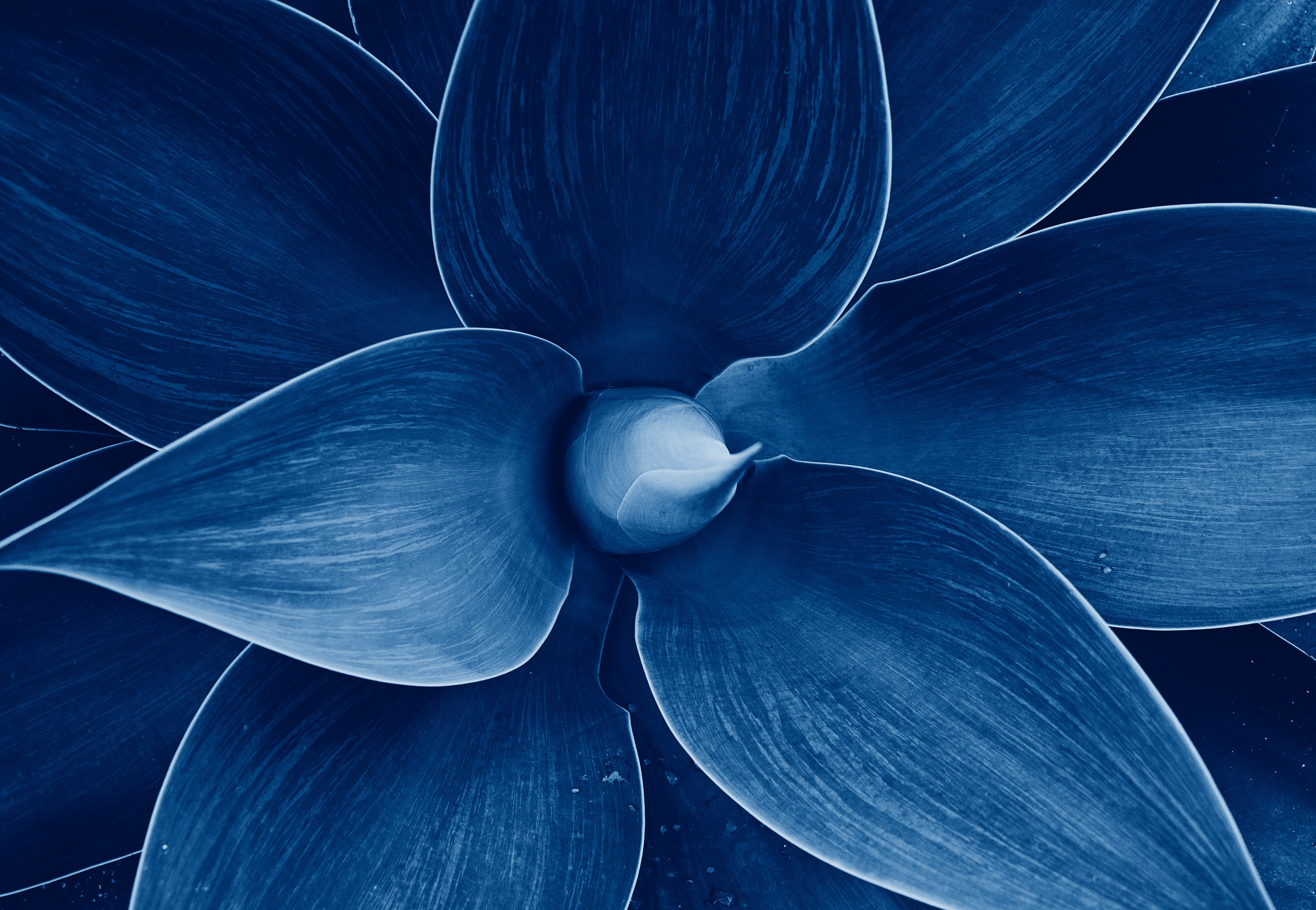 Blue Flowers Leaves Abstract Plants Aloe Vera Nature Succulent Spike Closeup Dew Dark Blue Macro Tro 5784x4000