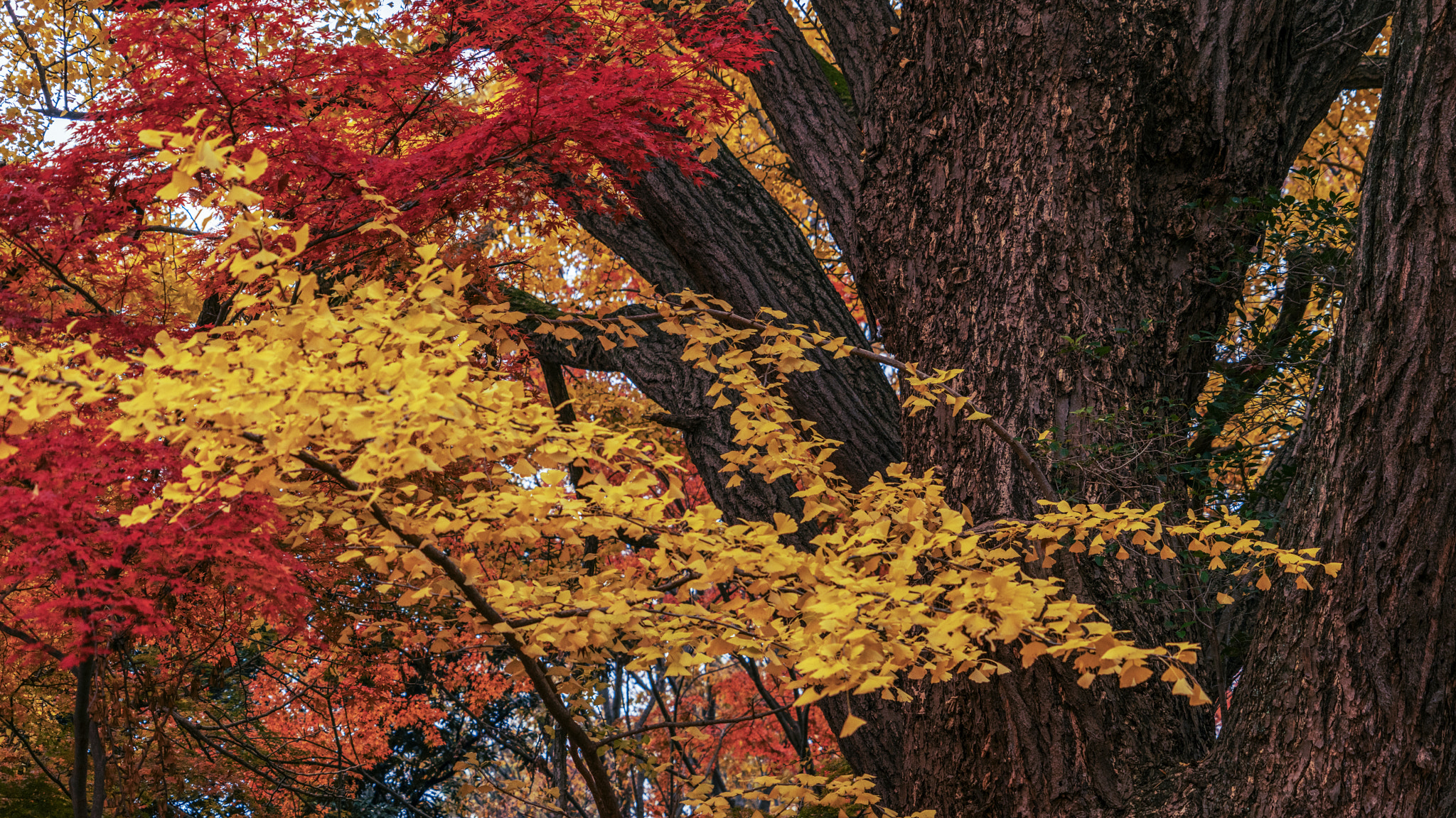 Tree Colors 2048x1152