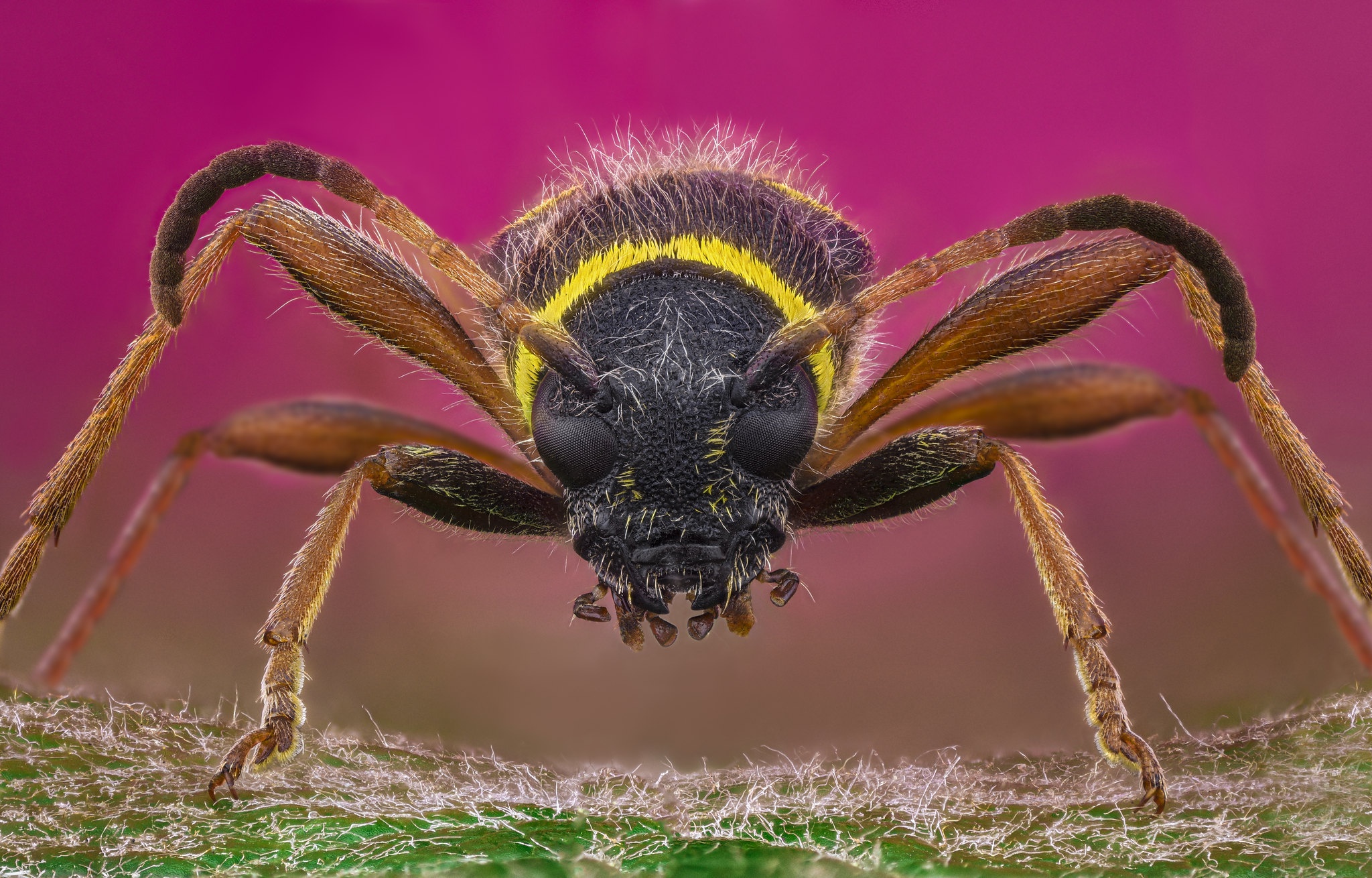 Close Up Insect Macro Wasp 2048x1310
