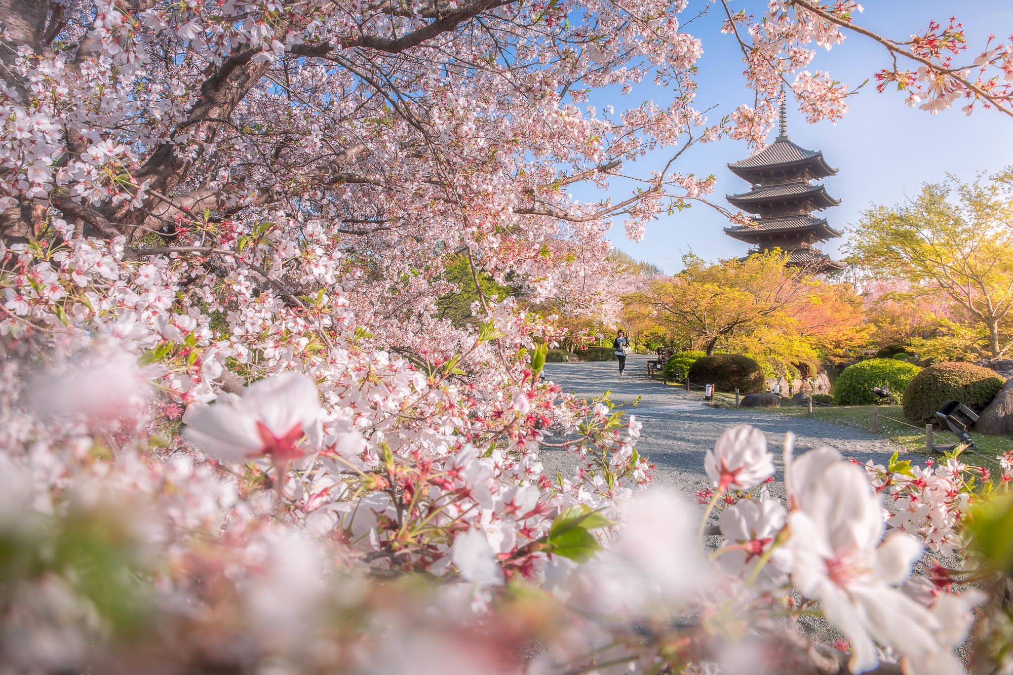 Park Spring Japan Sakura Pagoda Blossom Kyoto Toji Temple 2000x1333