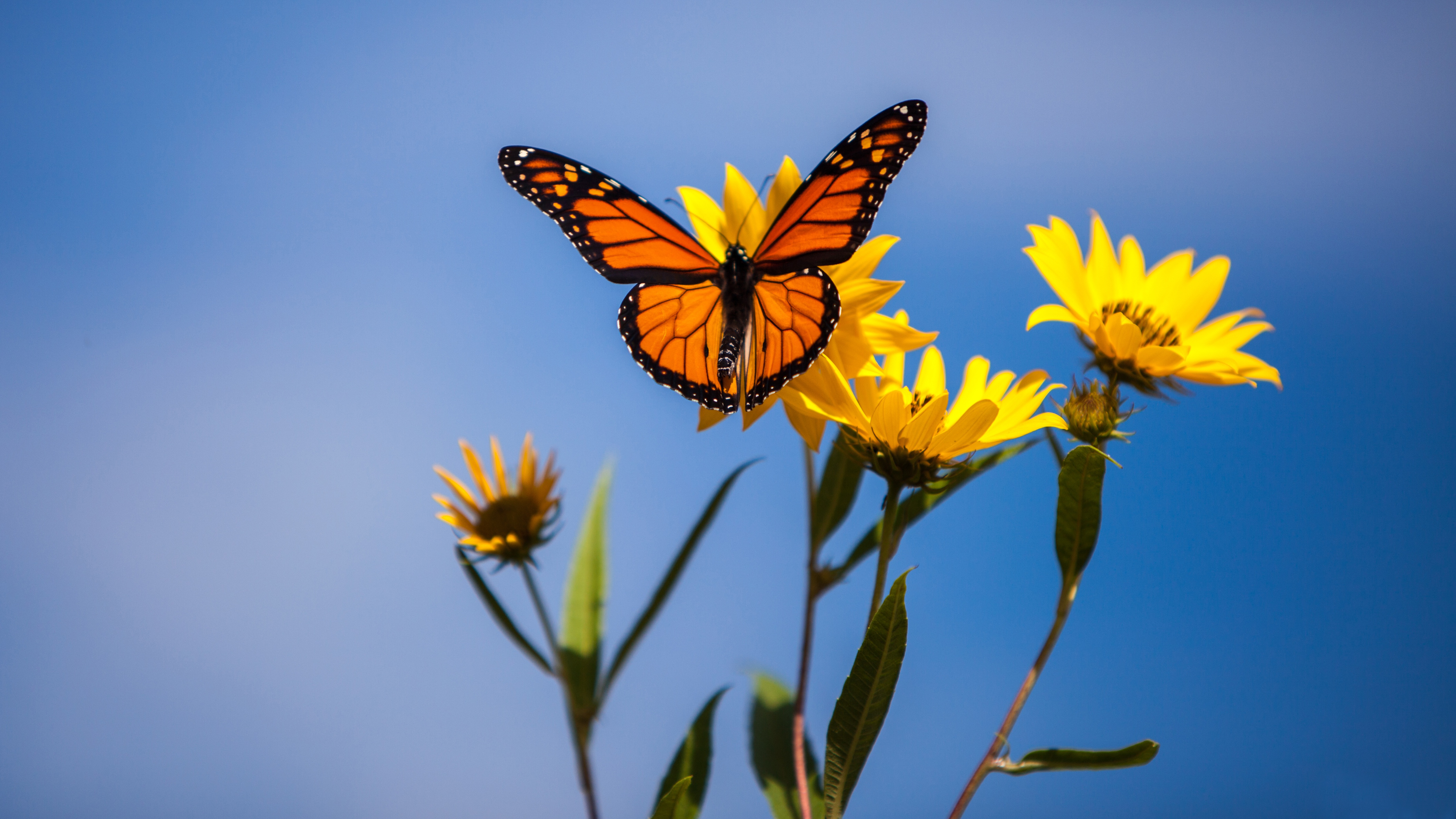 Monarch Butterfly Flower Insect Macro 4955x2787