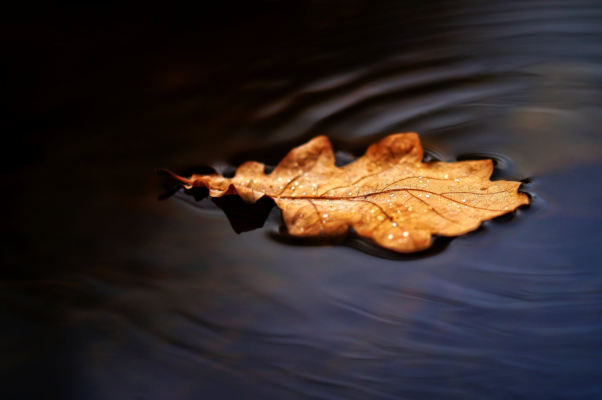 Fall Nature Leaves Water 2048x1361
