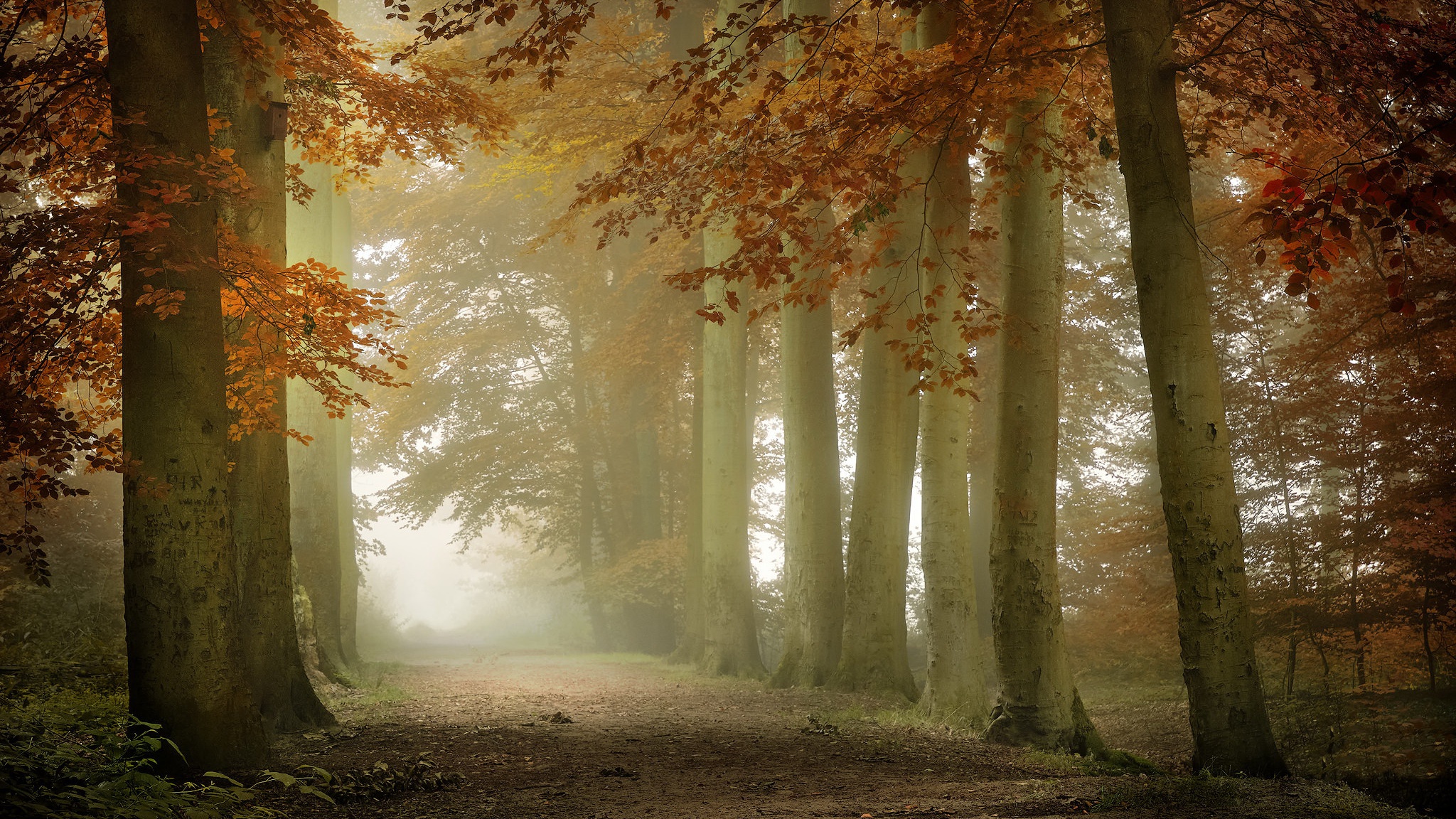 Outdoors Pathway Trees Fall Nature Path 2048x1152