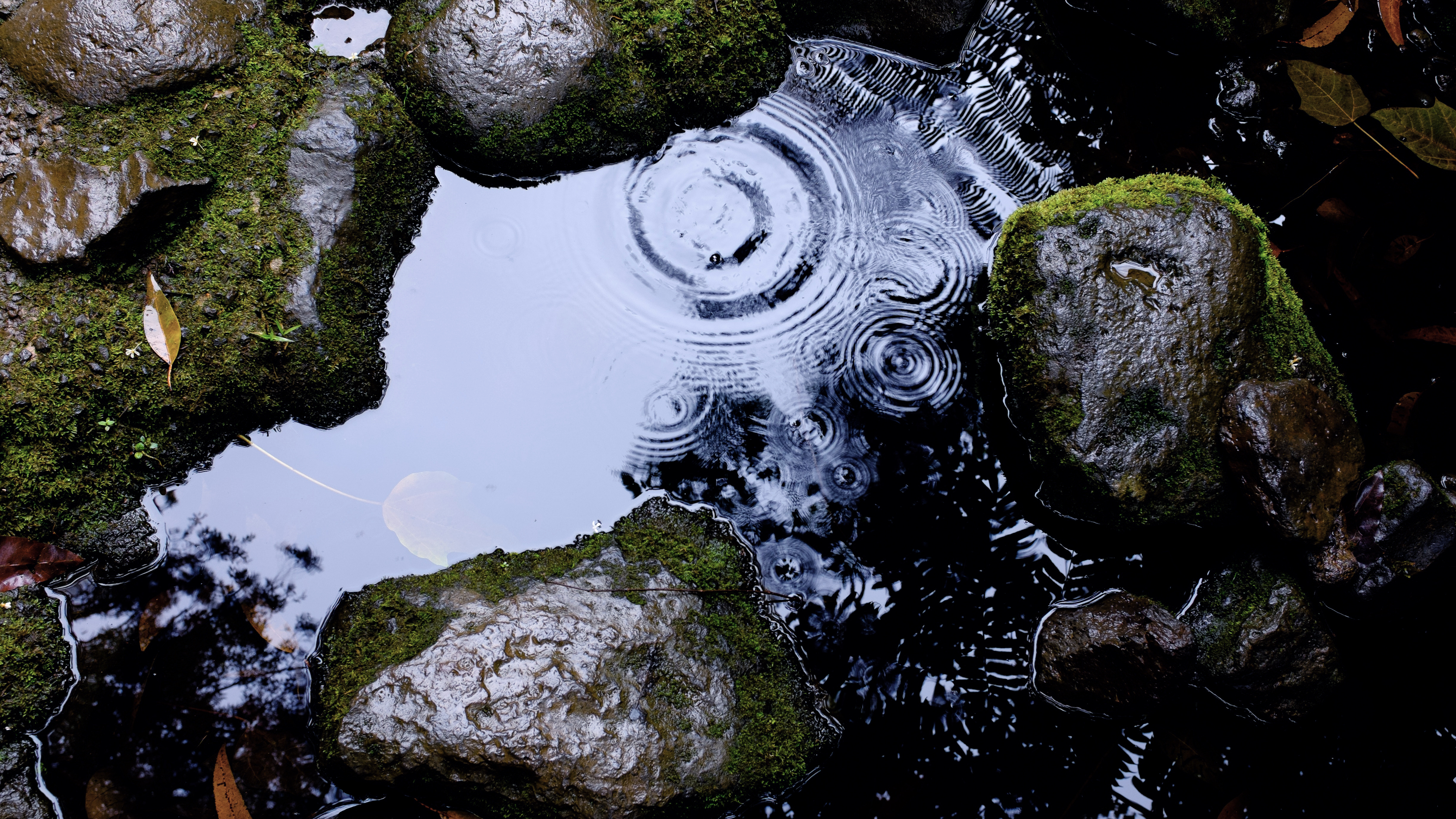 Luca Bravo Rocks Water Moss Leaves Water Drops 4896x2754