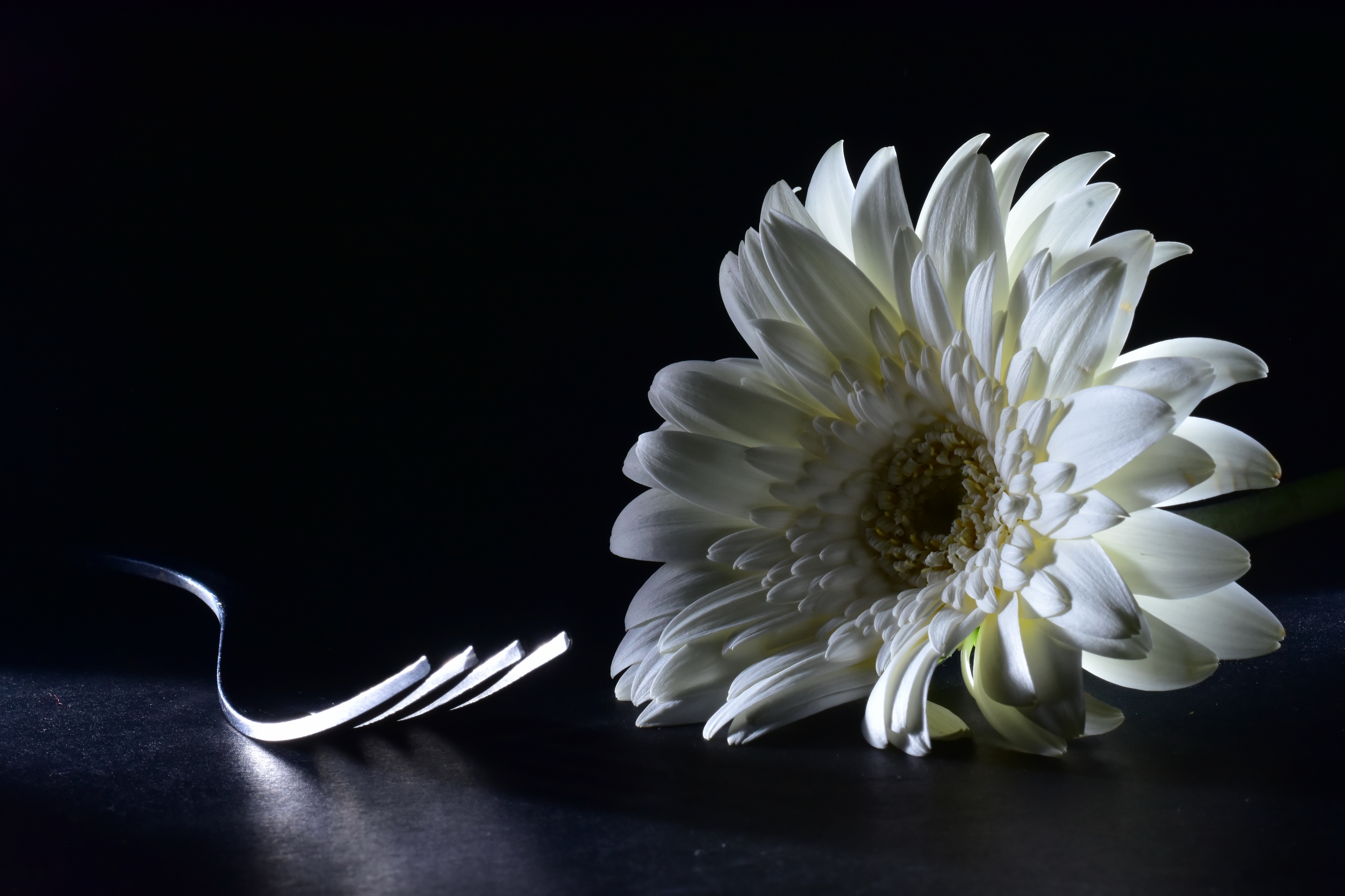 Chrysanthemum Flower Fork 6000x4000