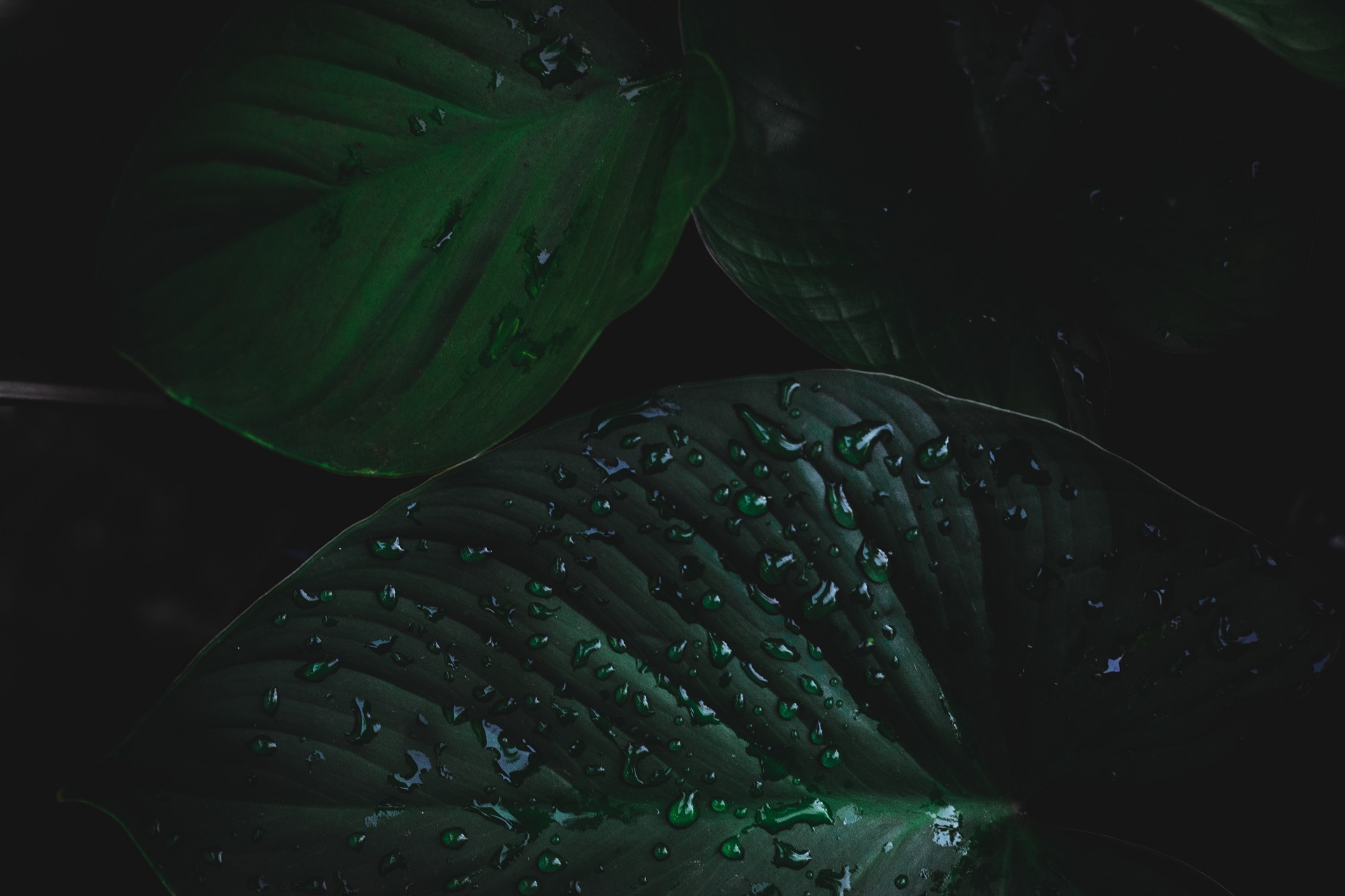 Nature Leaves Water Drops 1920x1280