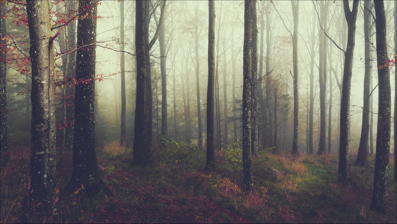 Forest Trees Fall Mist 1500x846