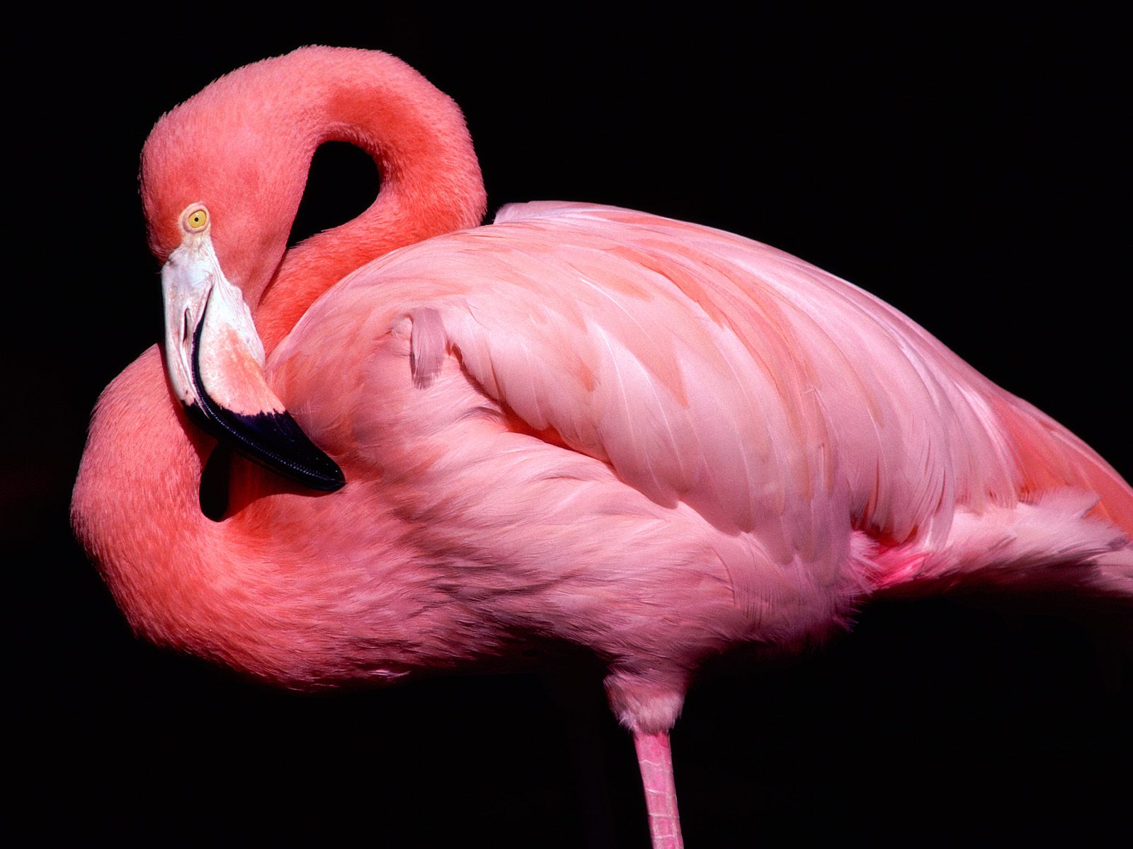 Animal Flamingo 1600x1200