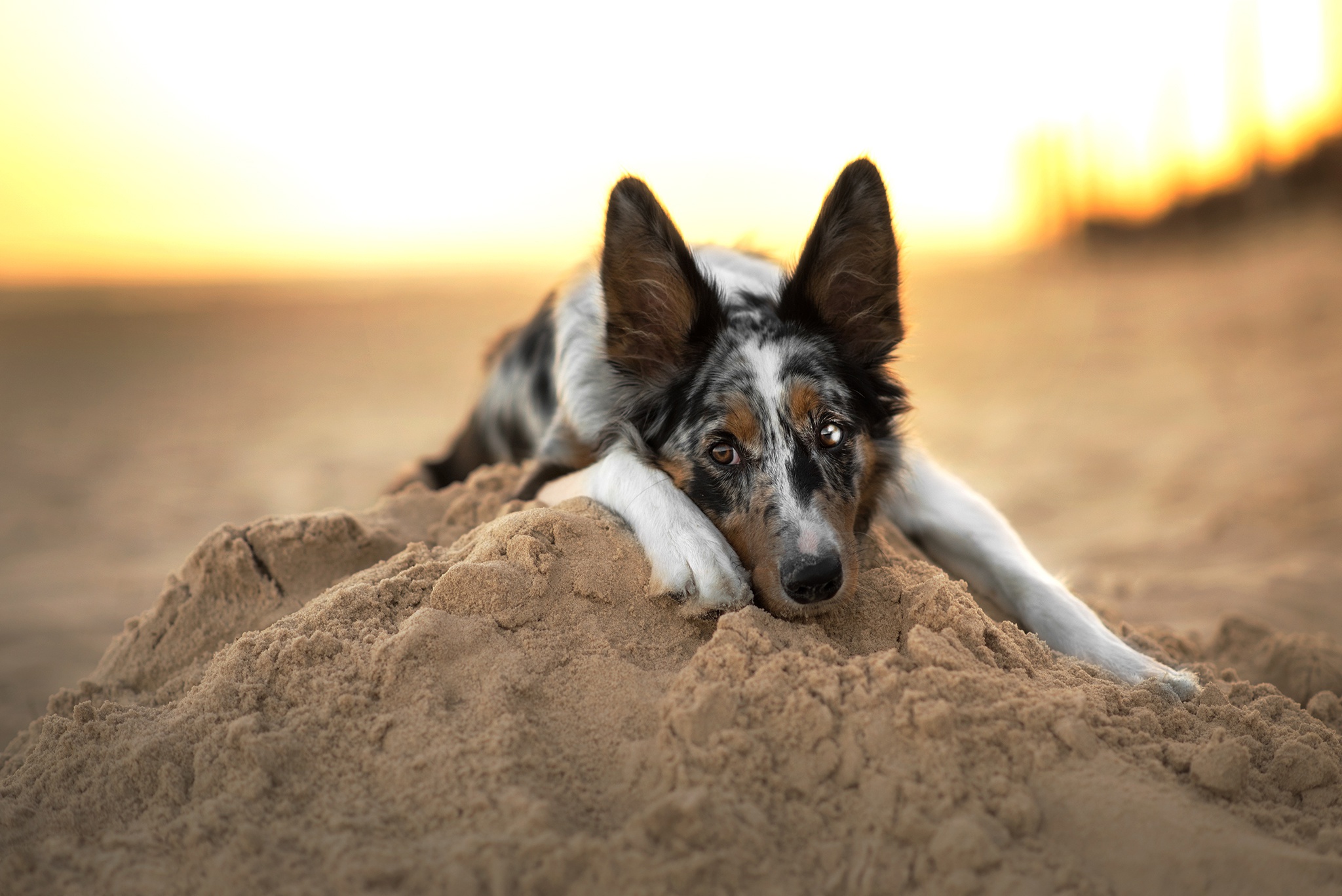 Dog Pet Sand 2048x1367