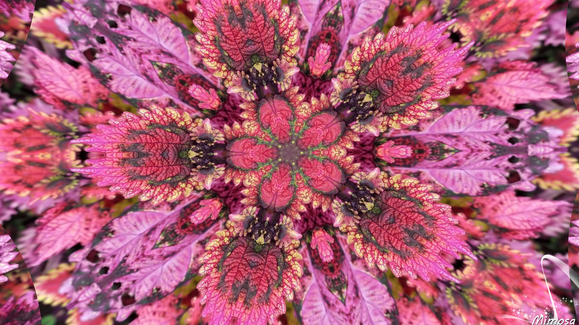 Colors Pattern Colorful Flower Pink 1920x1080