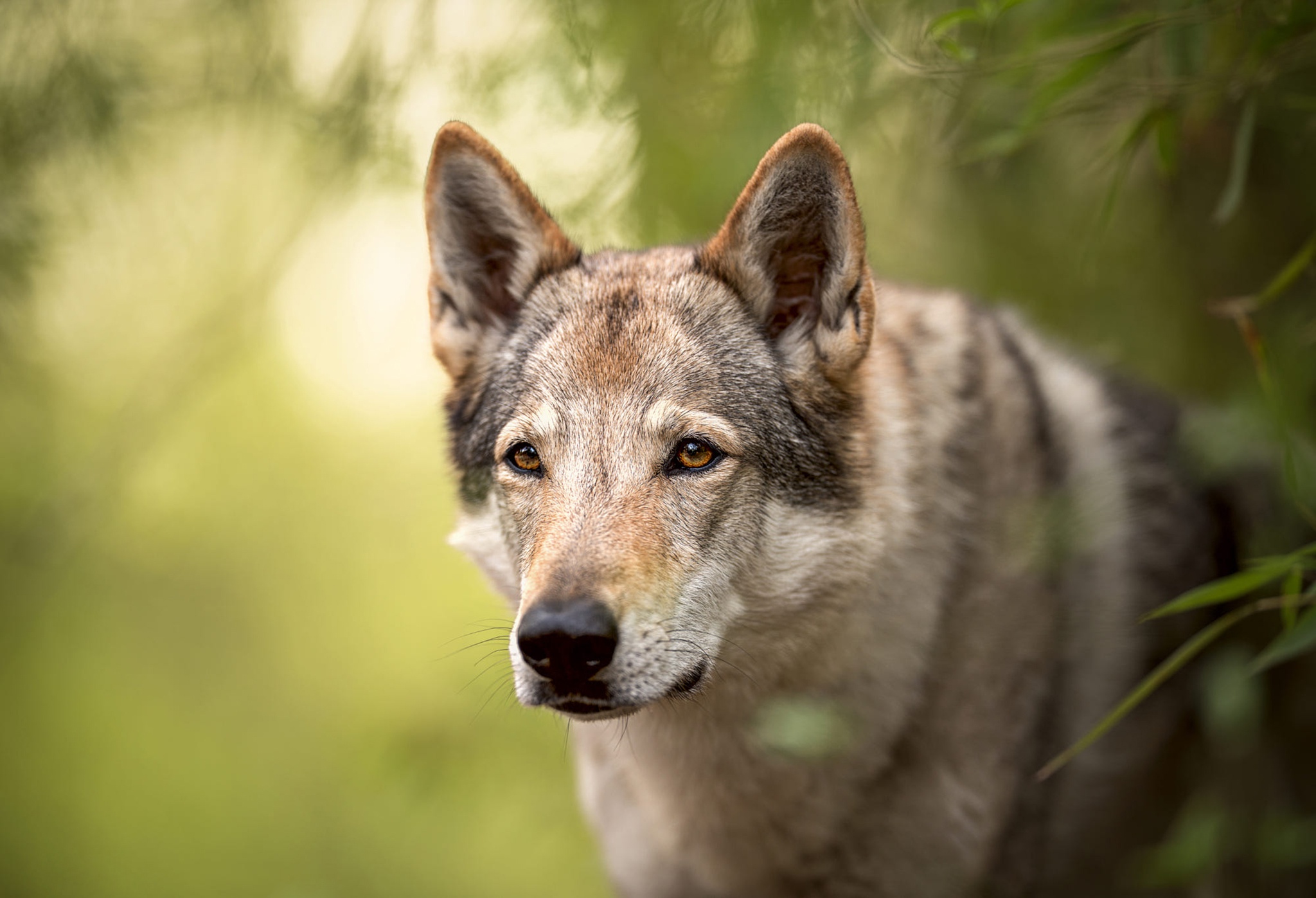 Czechoslovakian Wolfdog Predator Animal Wildlife Wolf 2048x1397