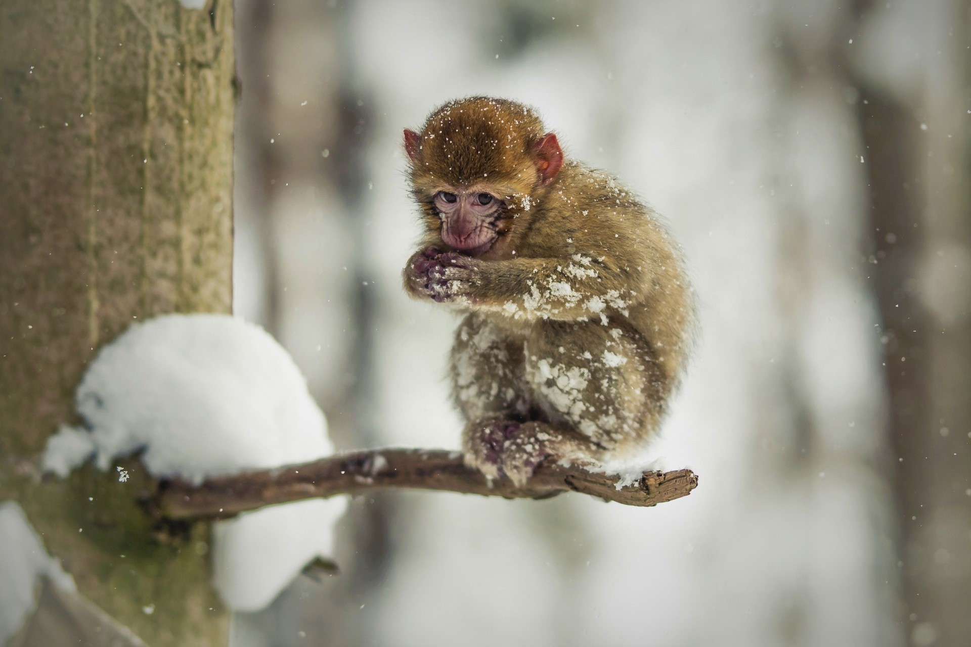 Macaque Cute Snow Baby Animal 1920x1280