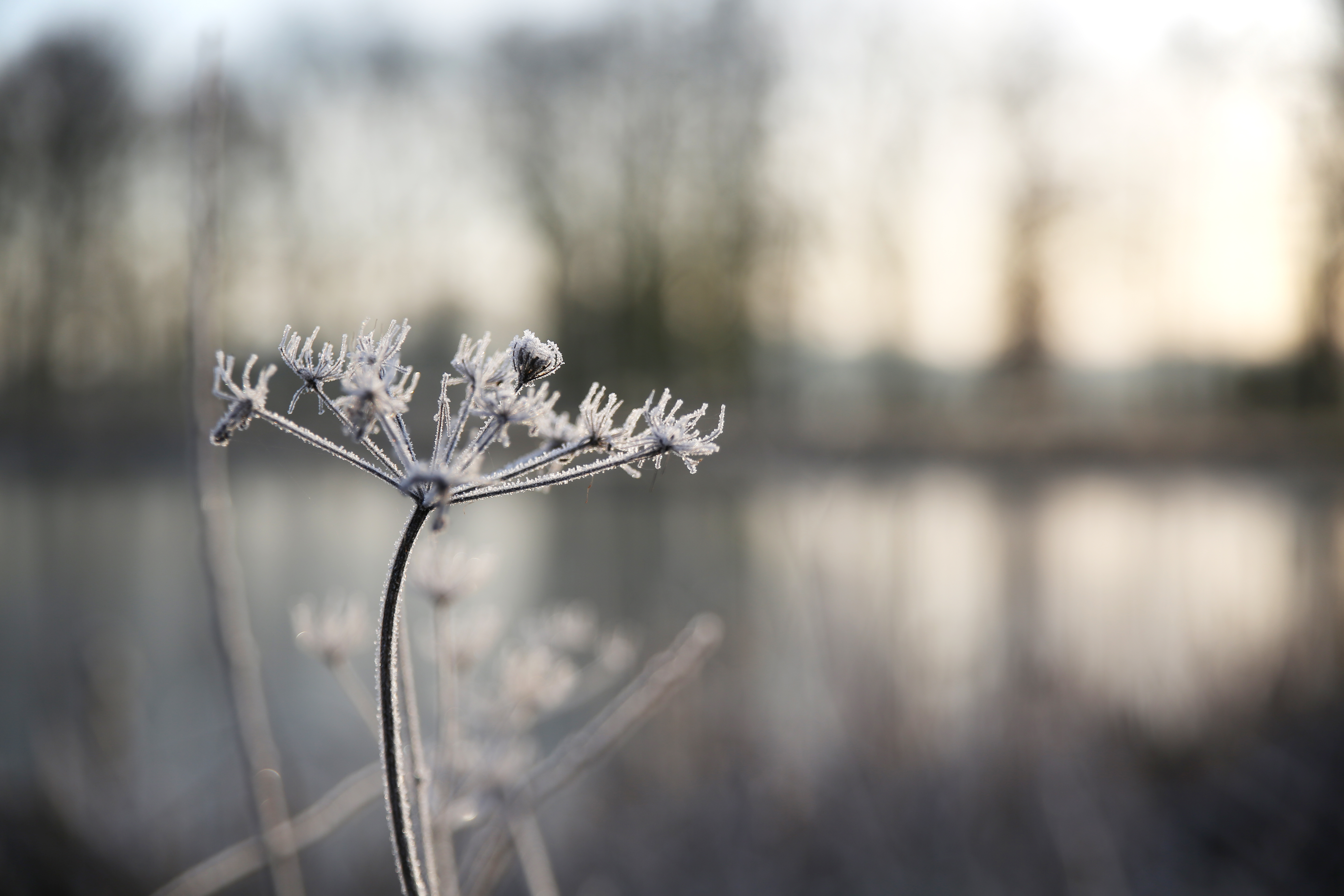 Nature Morning Cold Plants Frost Winter 5760x3840