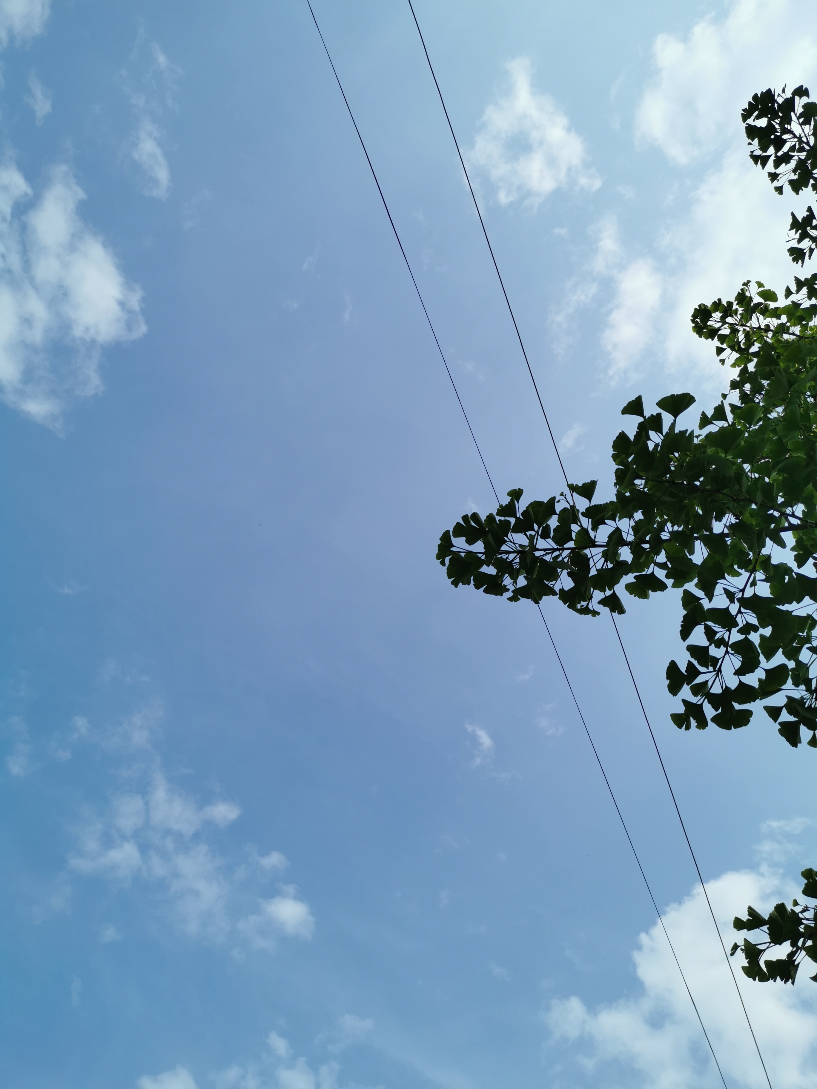 Clouds Minimalism Sky Trees Electric Wire Ginko 2736x3648