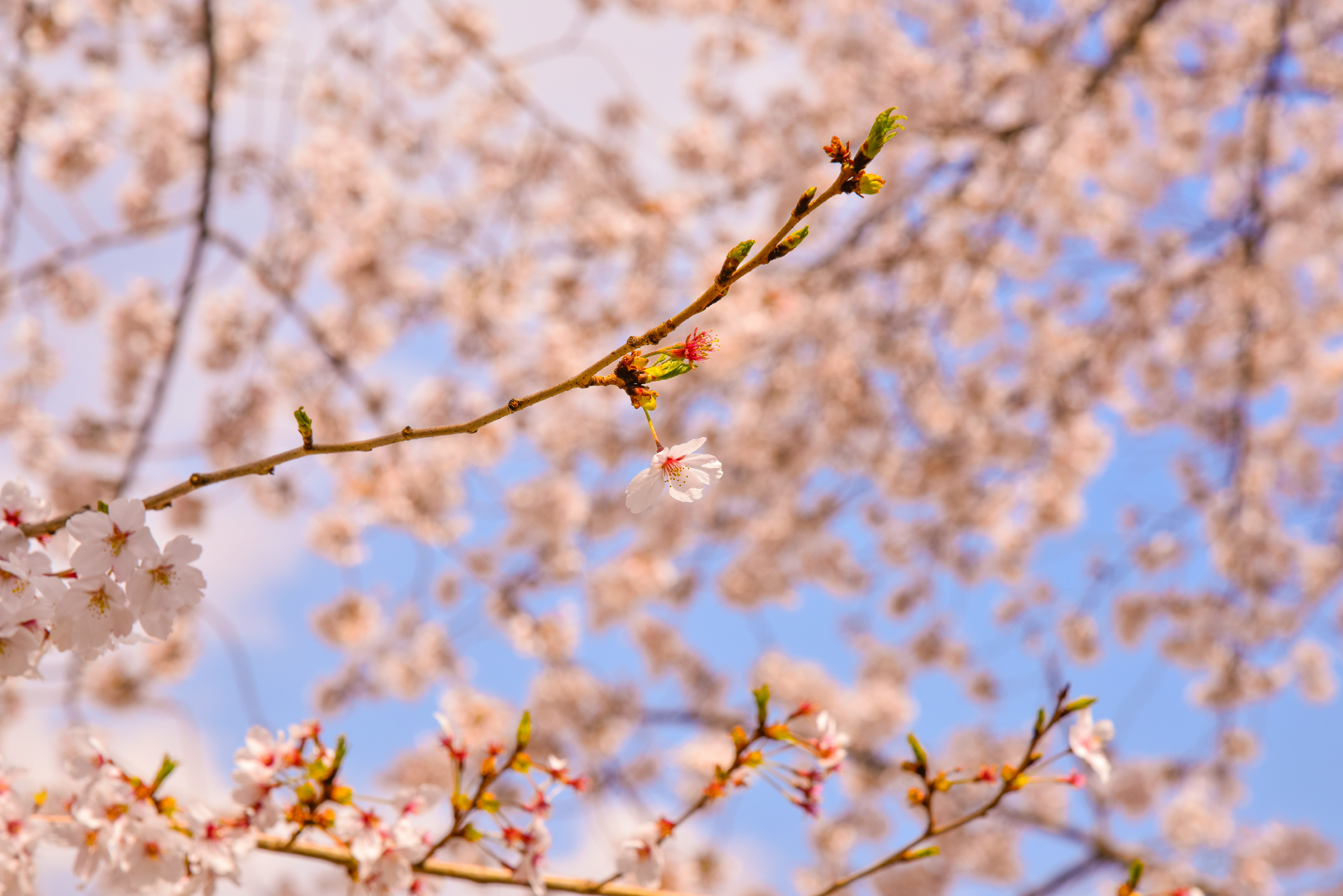 Blossoms Plants Spring Nature Trees Branch Flowers Cherry Blossom 7360x4912