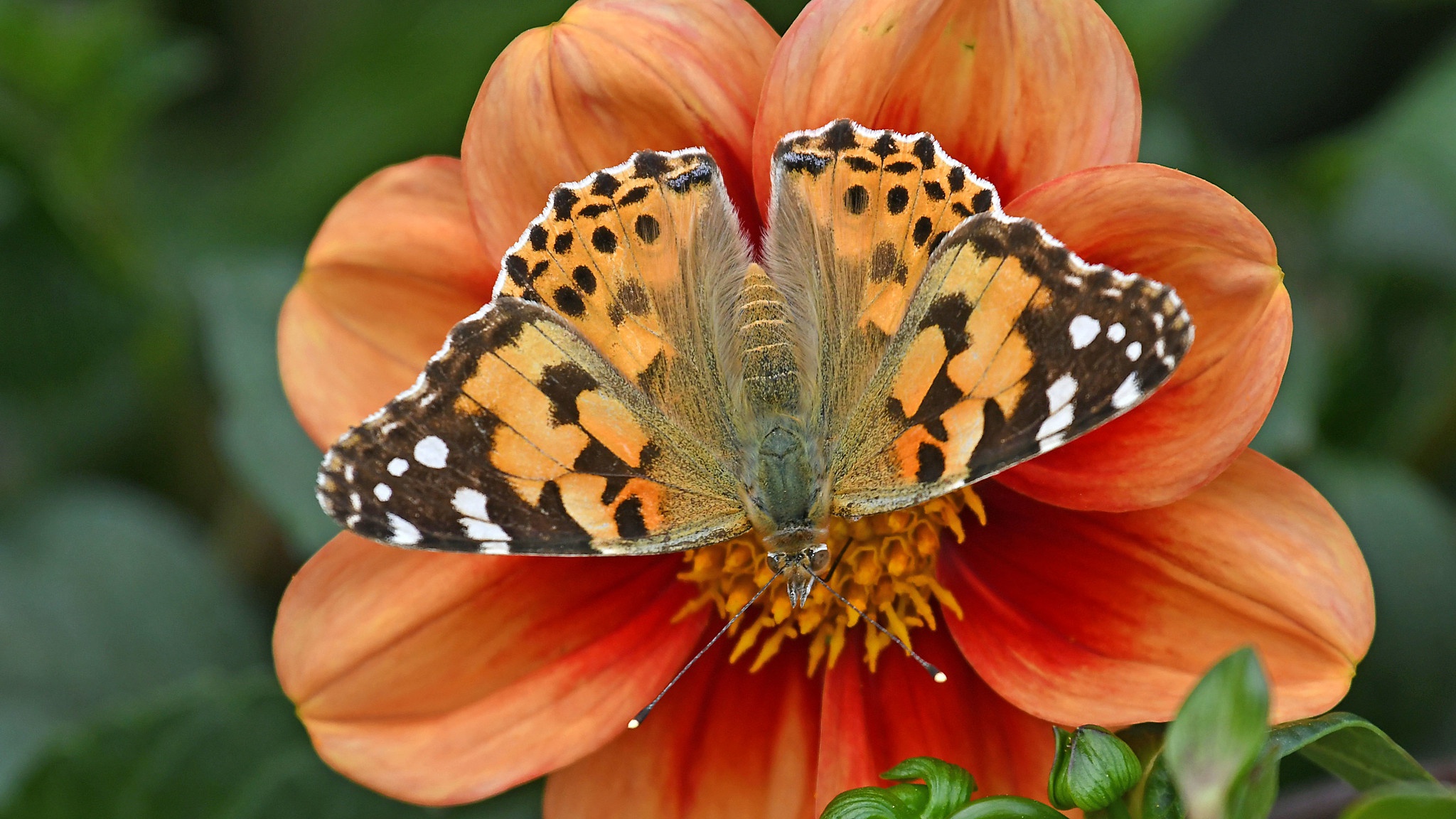 Flower Orange Flower Painted Lady Butterfly 2048x1152