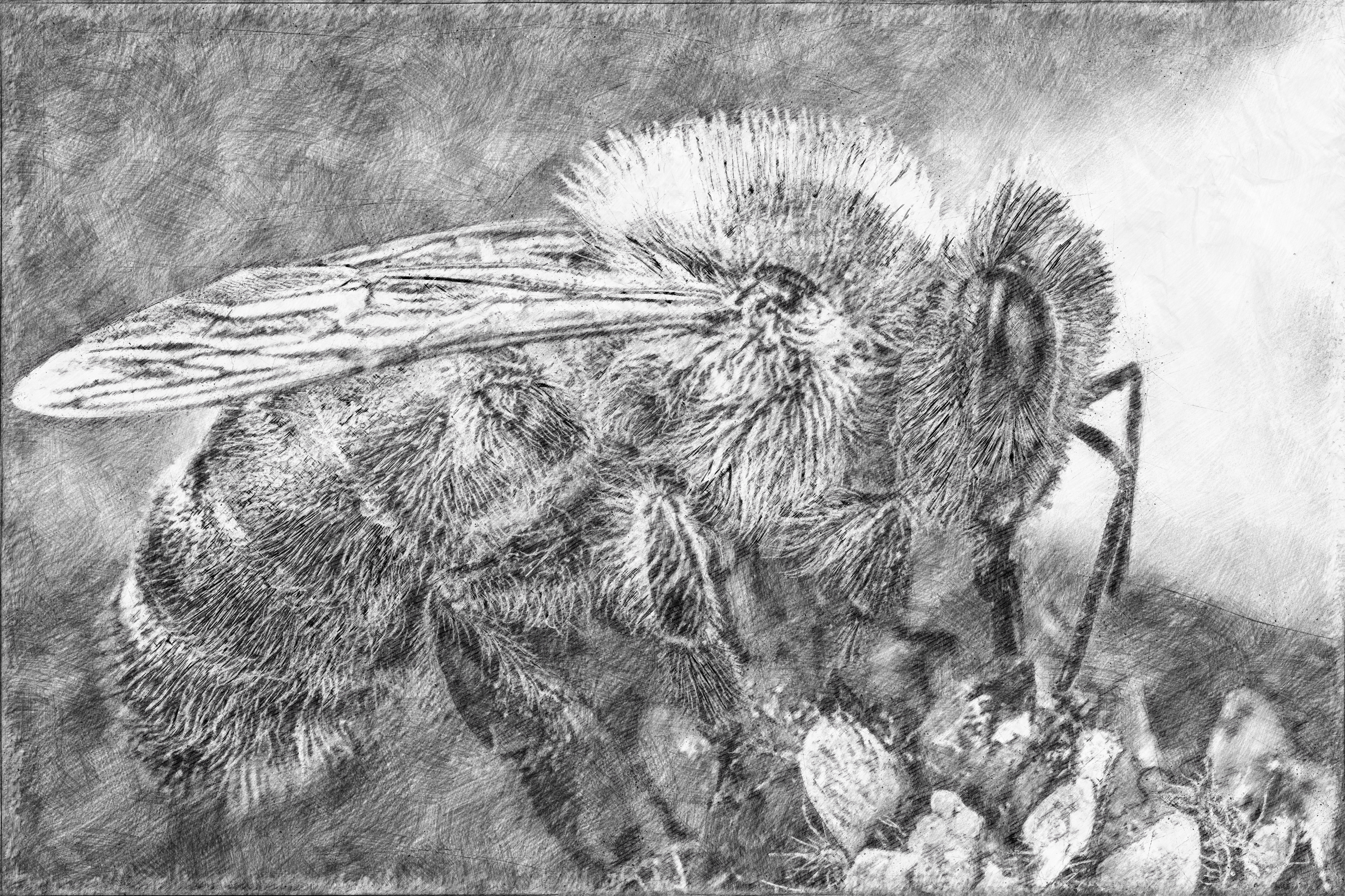 Bees Artwork Drawing Pencil Drawing 5001x3334