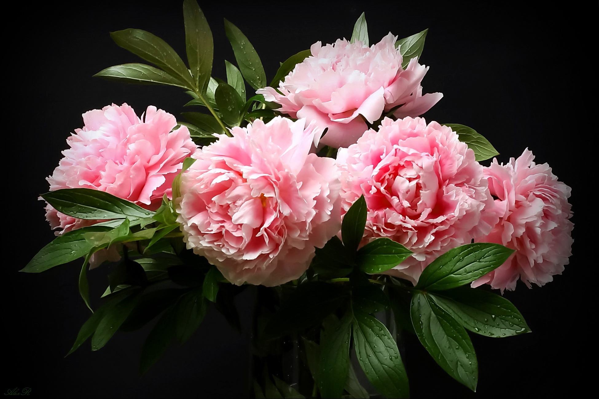 Bouquet Peony Pink Flower 1950x1300
