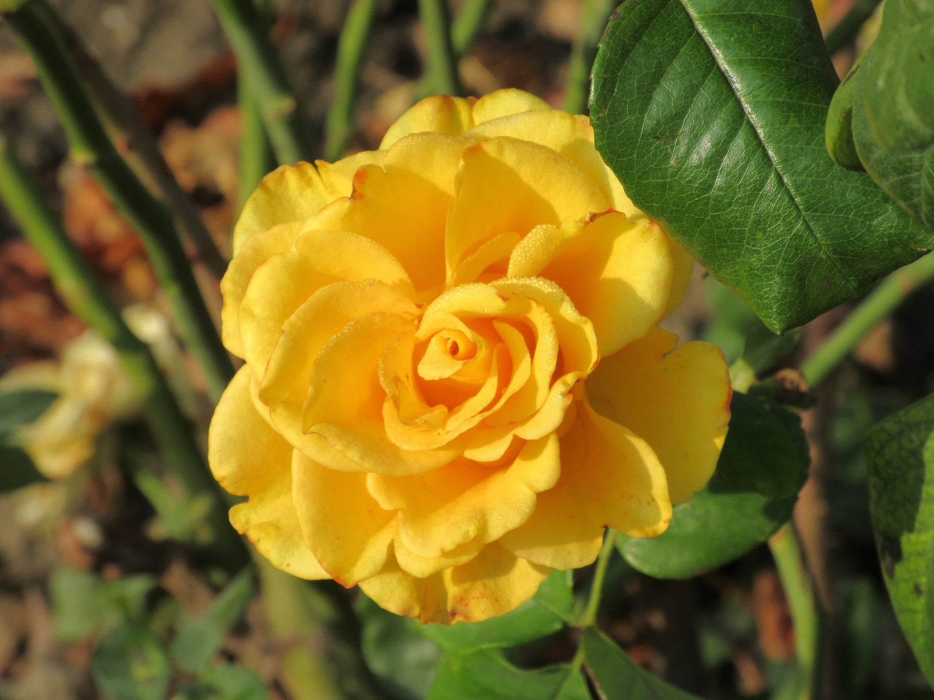 Yellow Rose 1920x1440