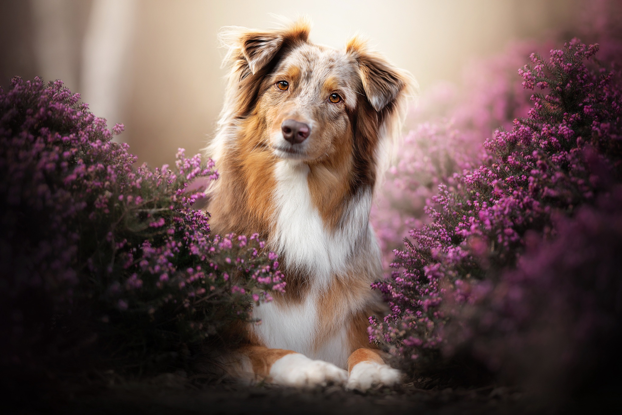 Dog Pet Lavender Pink Flower 2048x1365