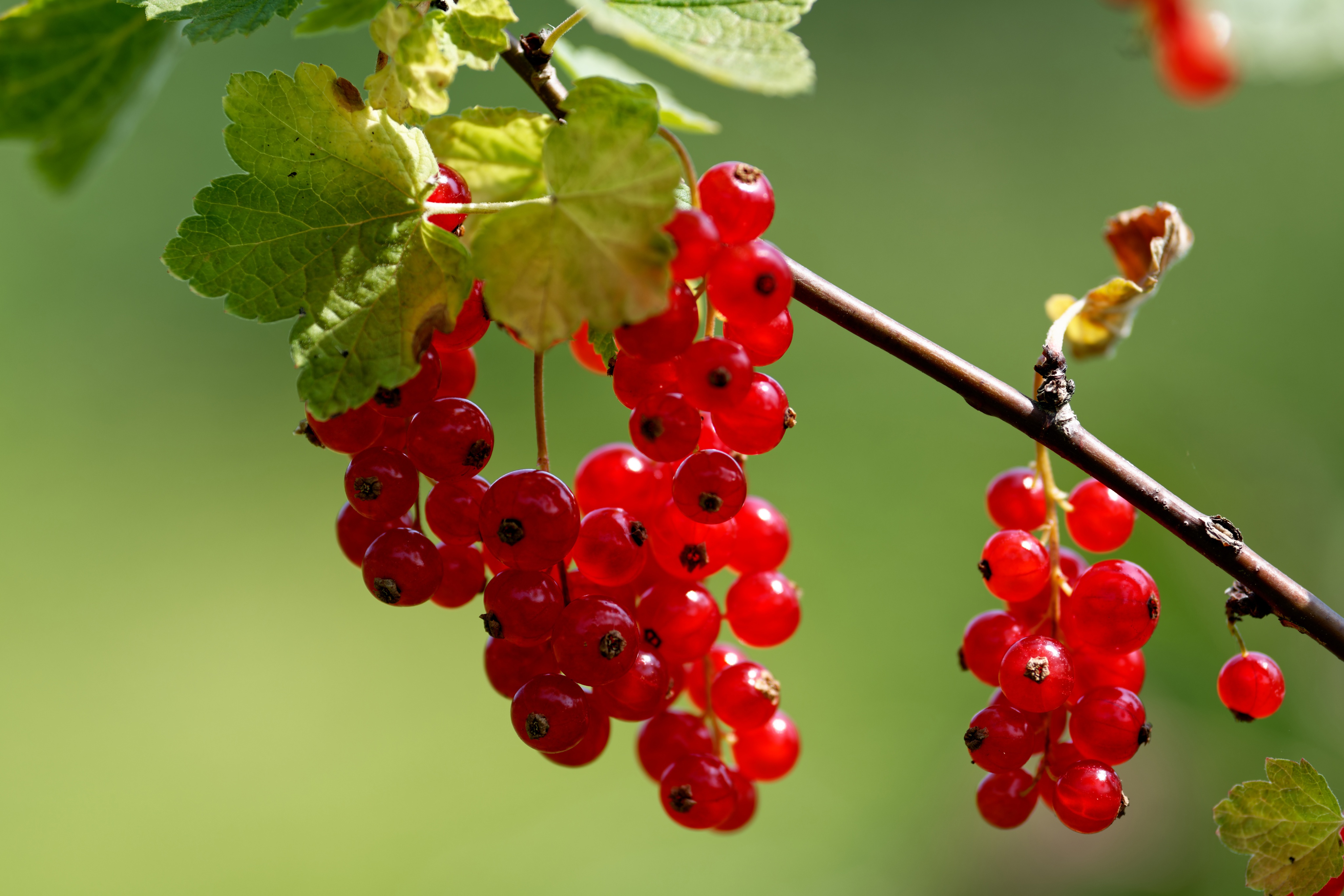 Fruit Berries Green Background Twigs Food Plants Redcurrant 4096x2731