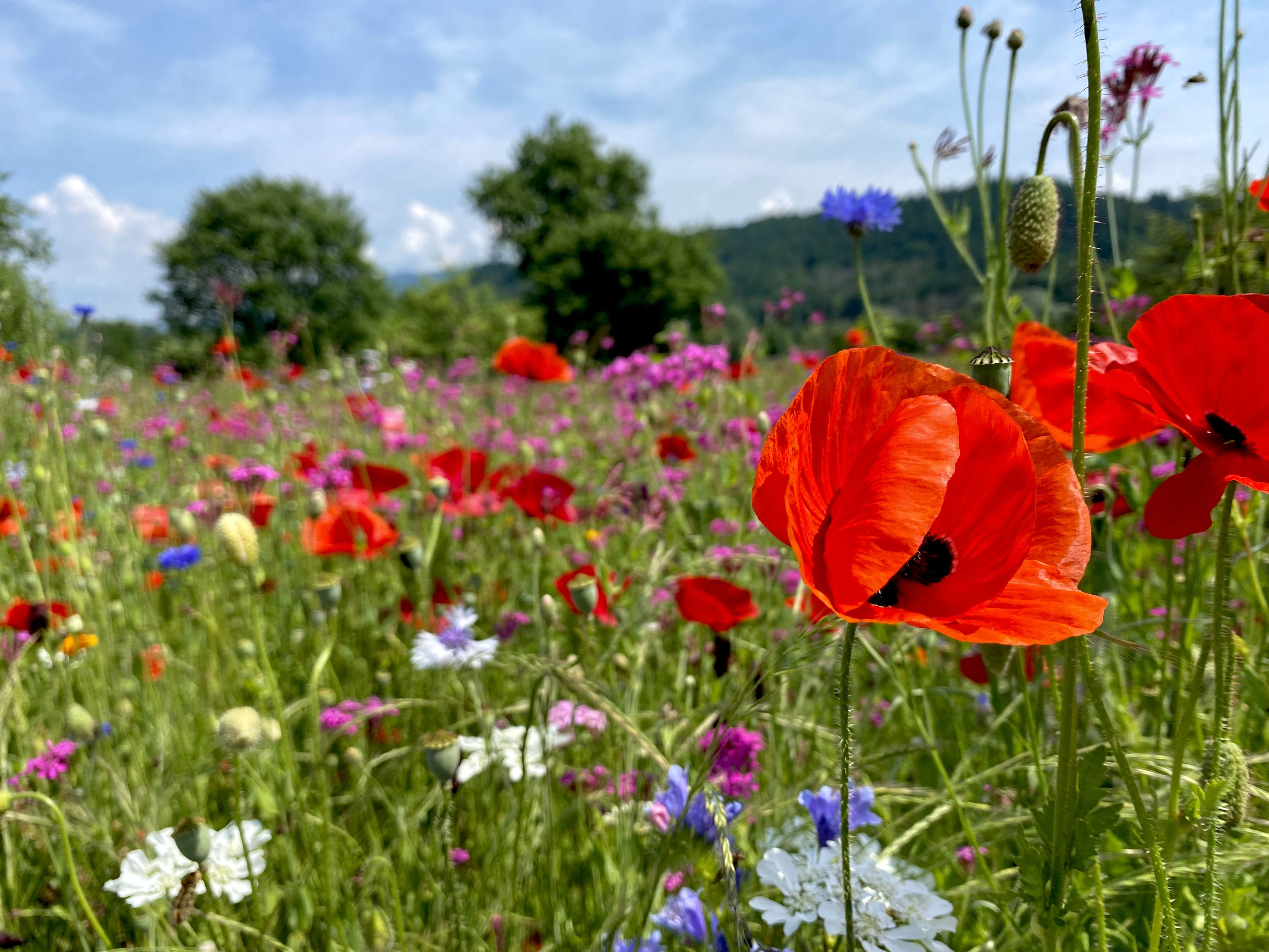 Nature Field Poppies Flowers 3840x2880