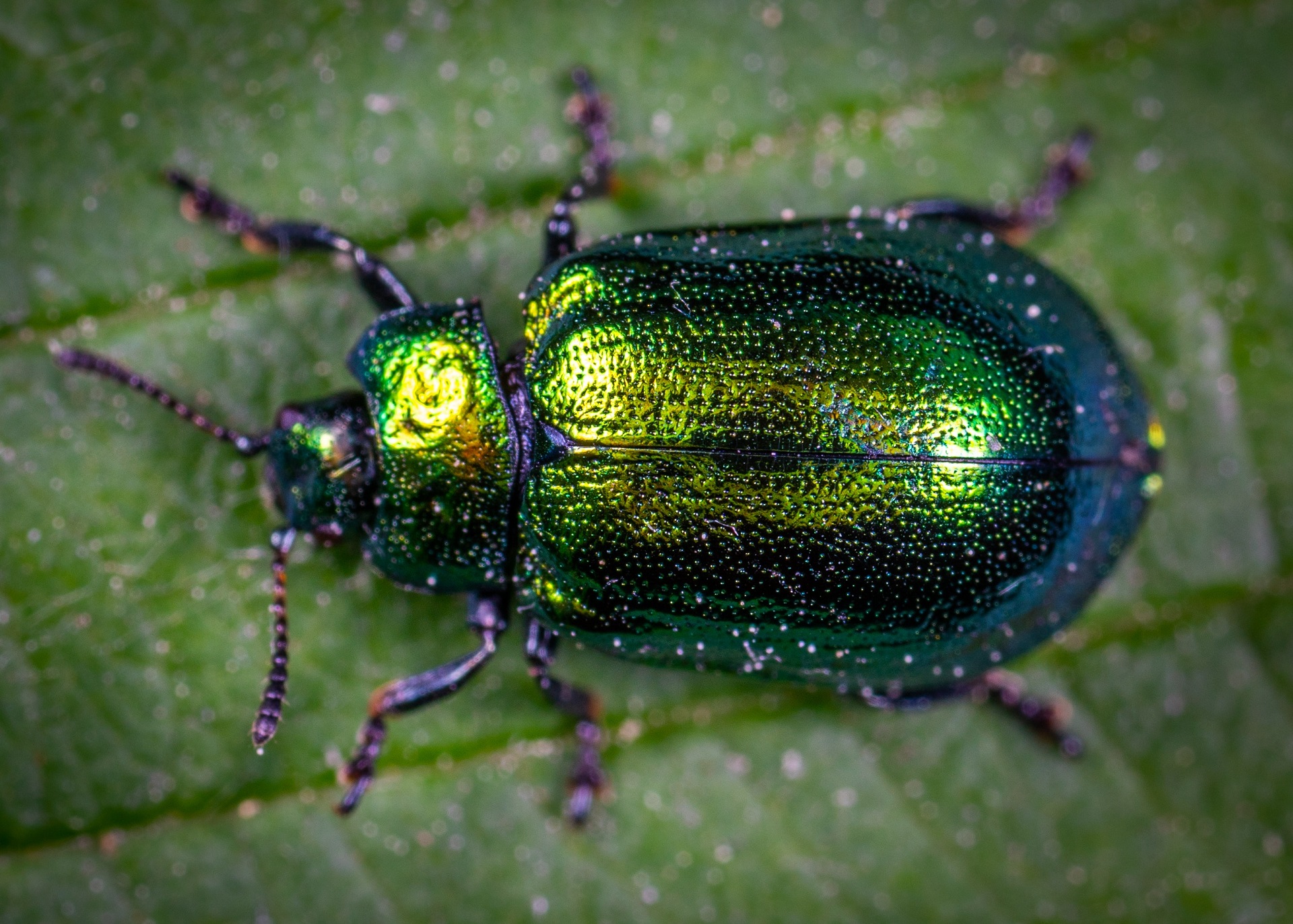 Nature Insect Closeup Beetle 1920x1373