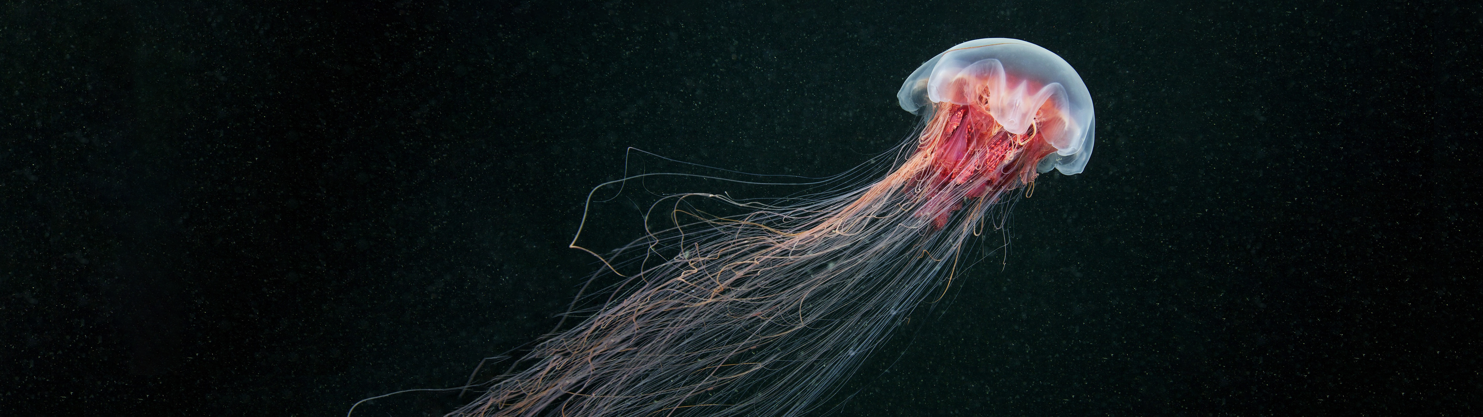 Jellyfish Ultrawide Underwater Animals Sea Life 5120x1440