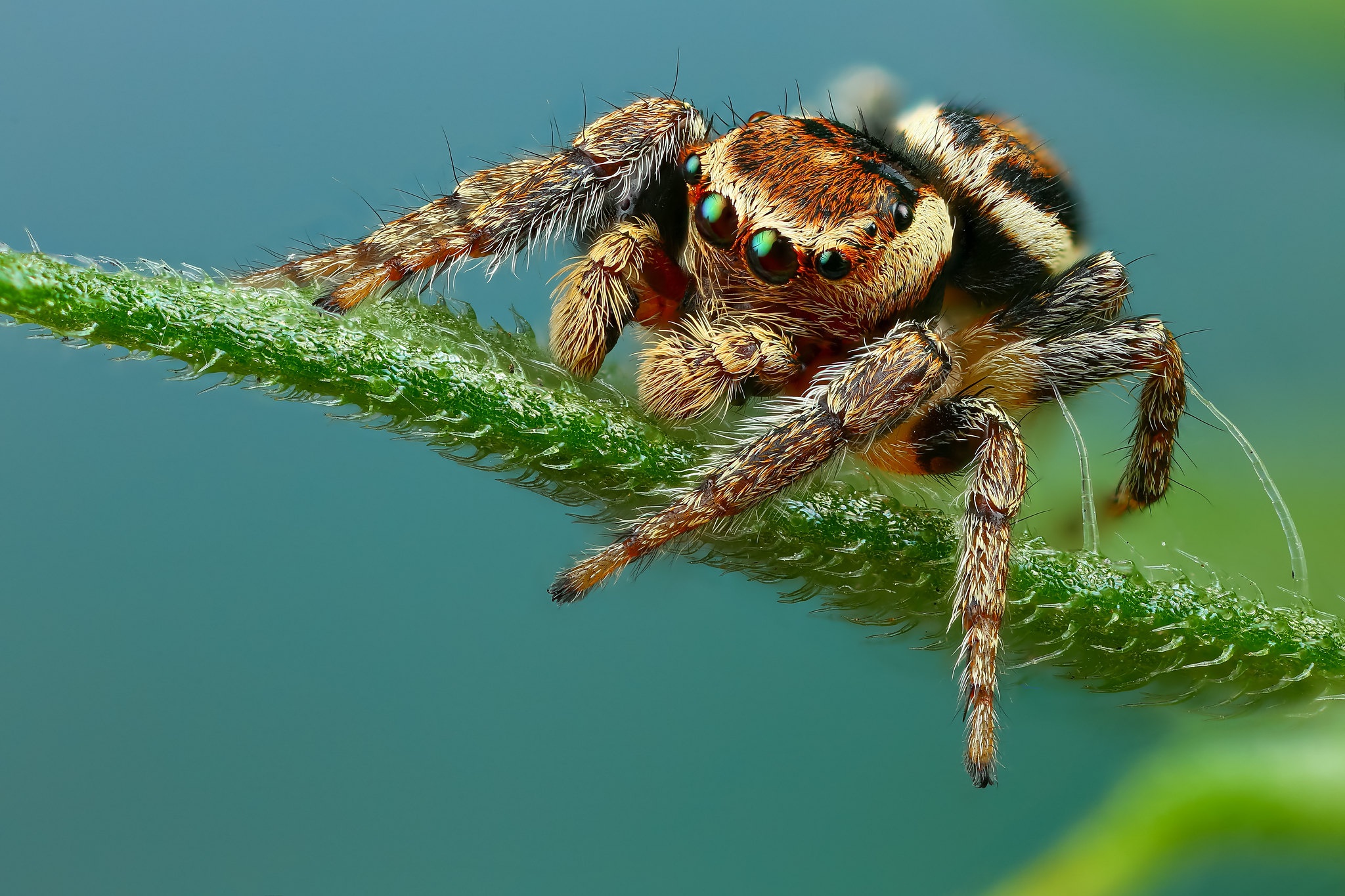 Arachnid Macro Spider 2048x1365