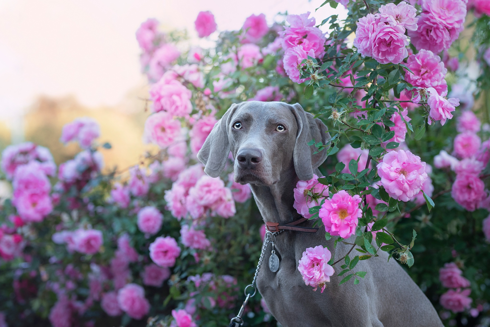 Flower Rose Dog Rose Bush Pet 1920x1281