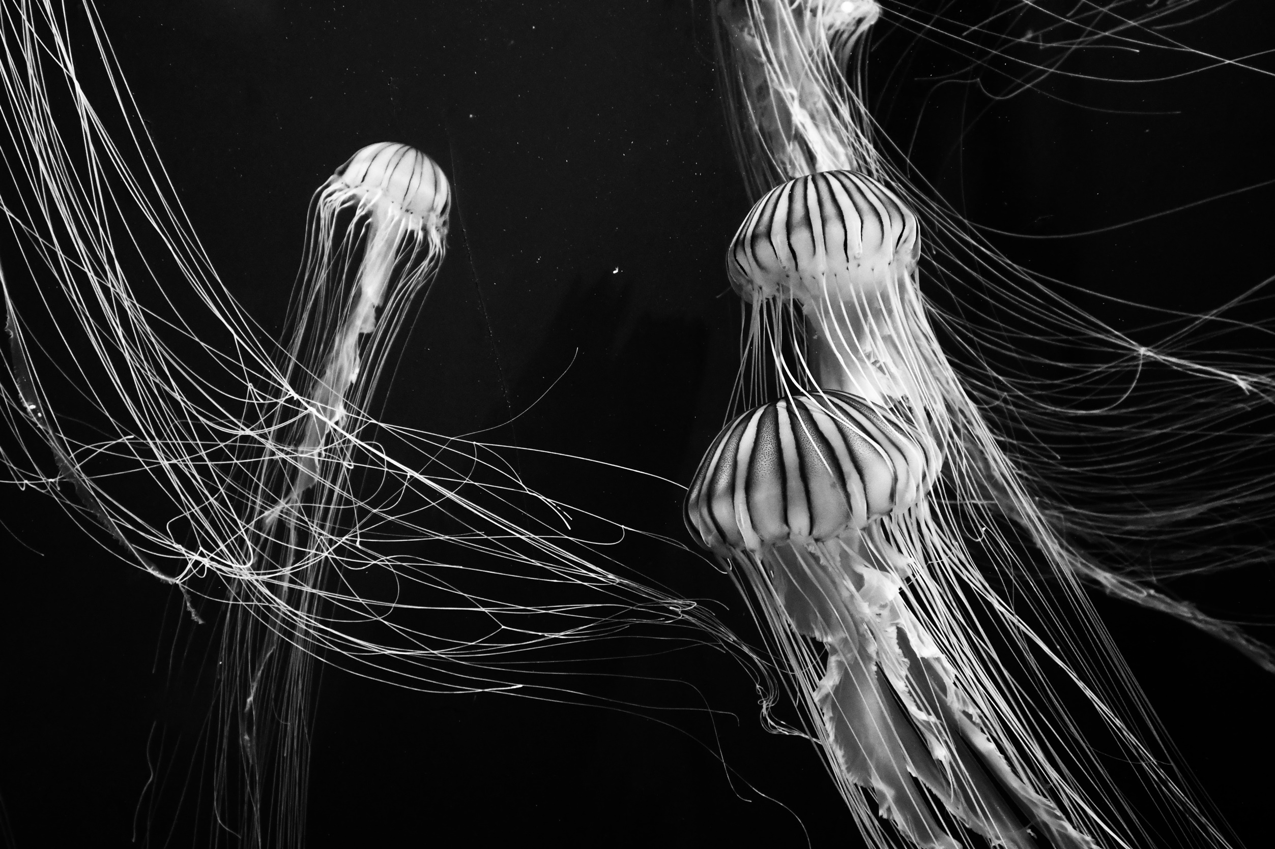 Animals Jellyfish Nature Monochrome 2506x1670